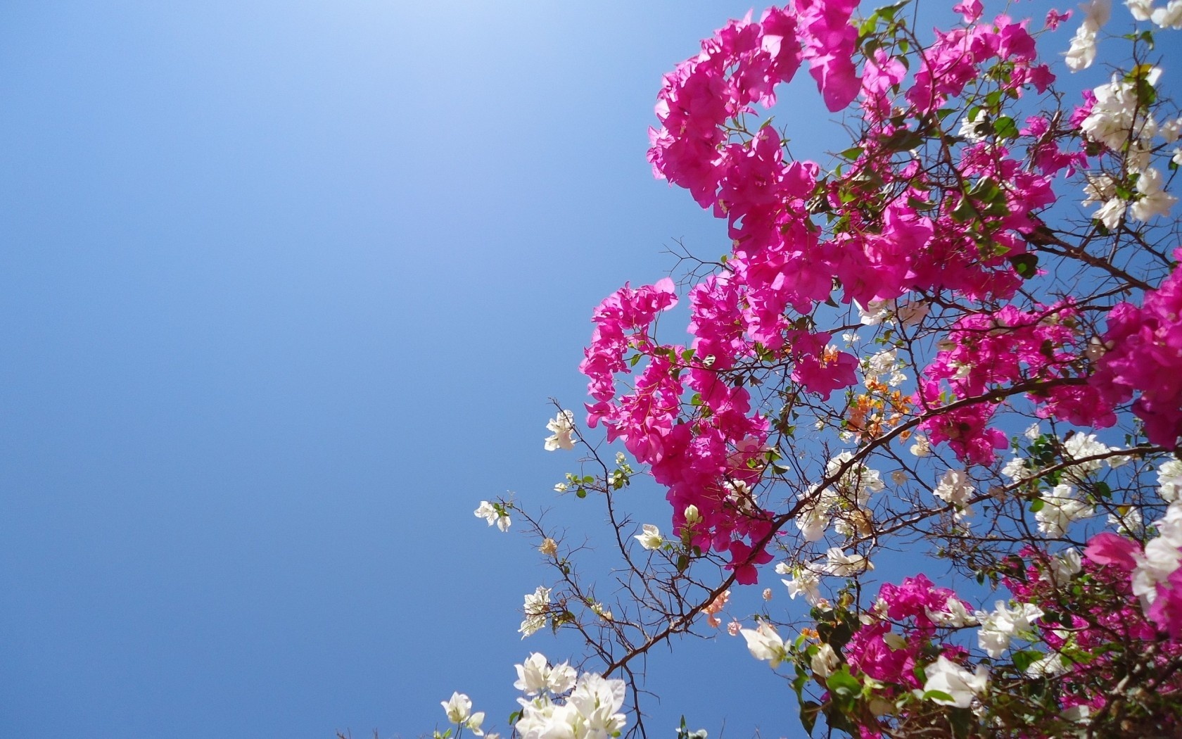 Bougainvillea Wallpapers