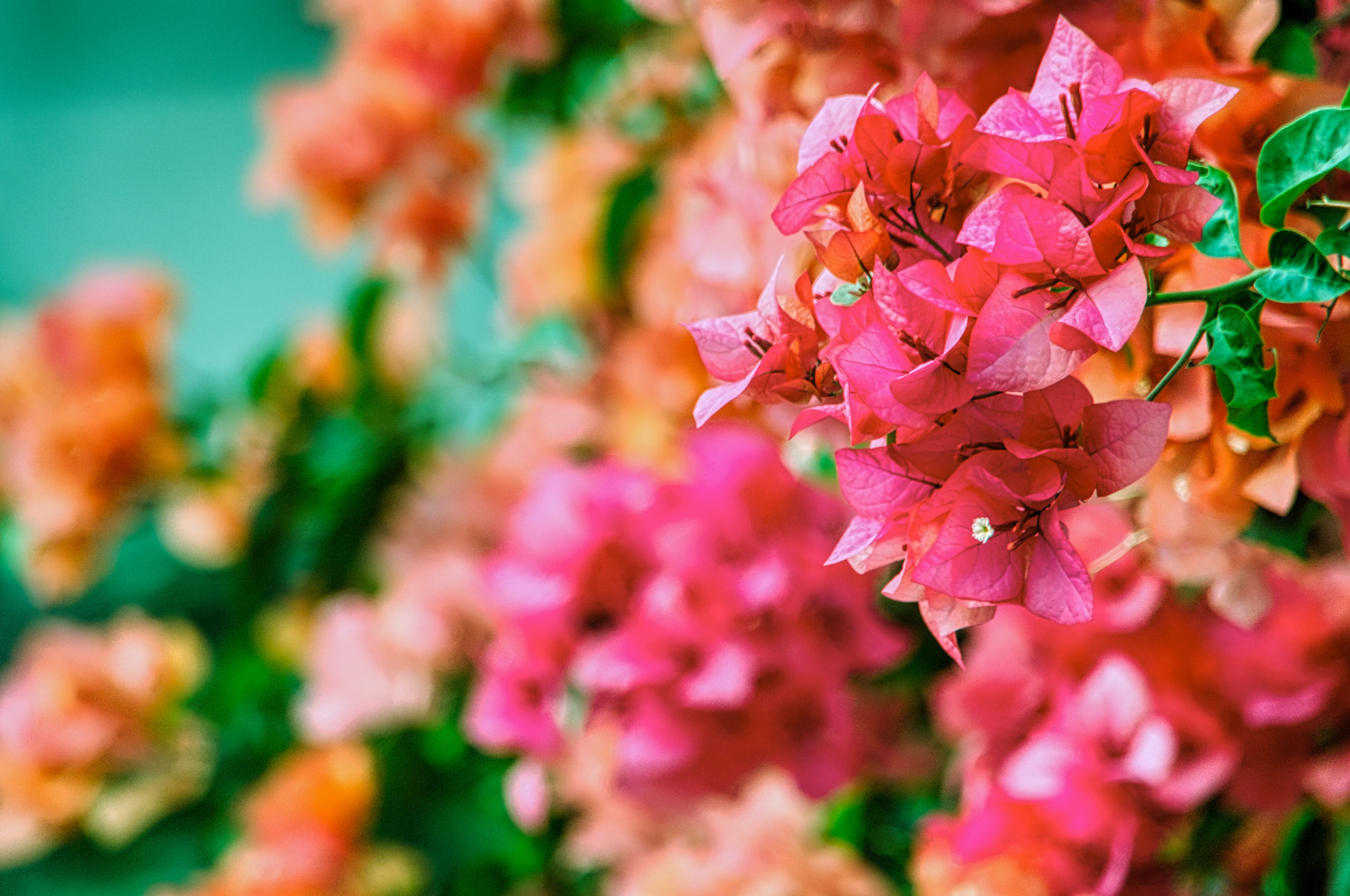 Bougainvillea Wallpapers