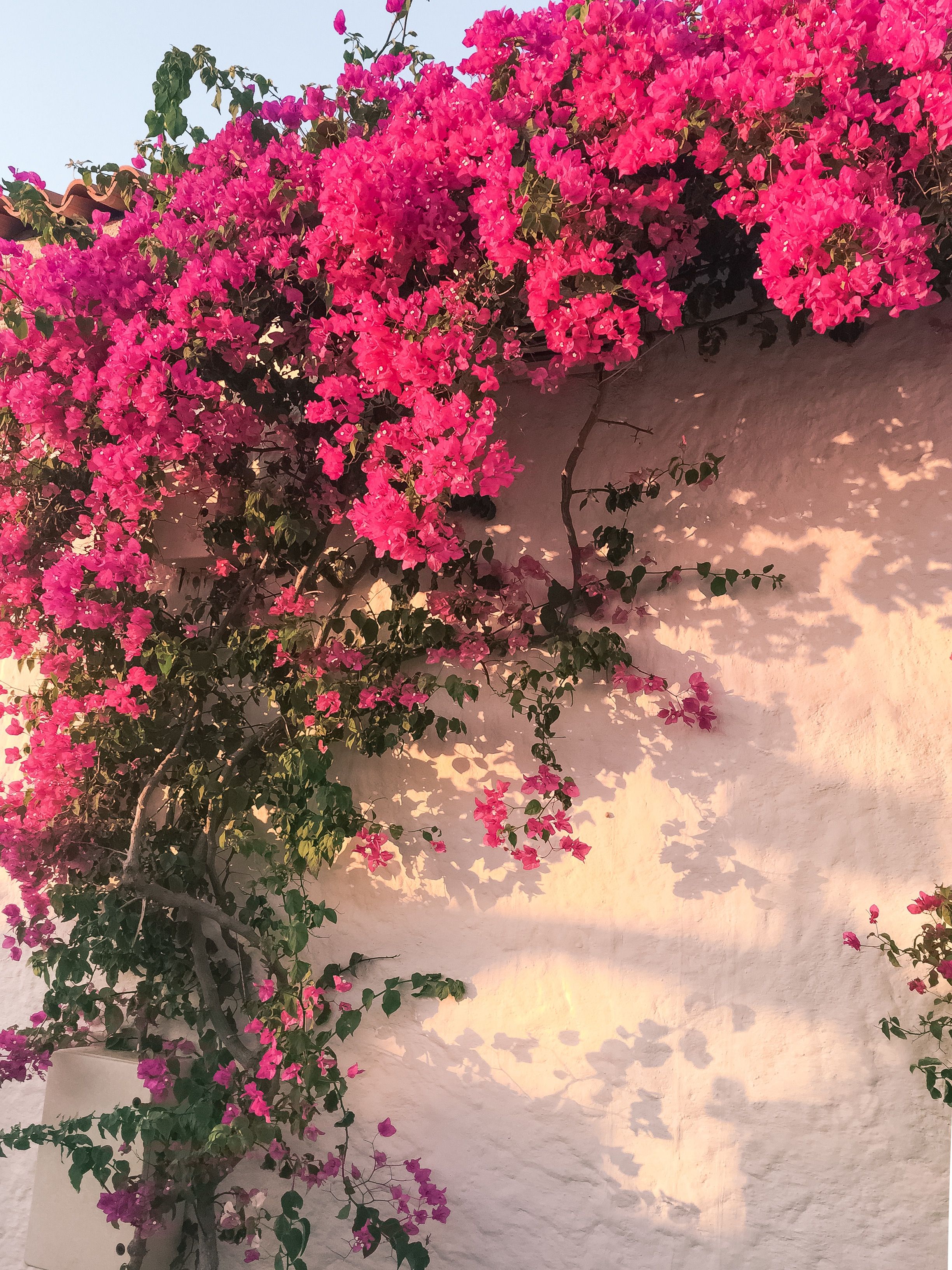 Bougainvillea Wallpapers