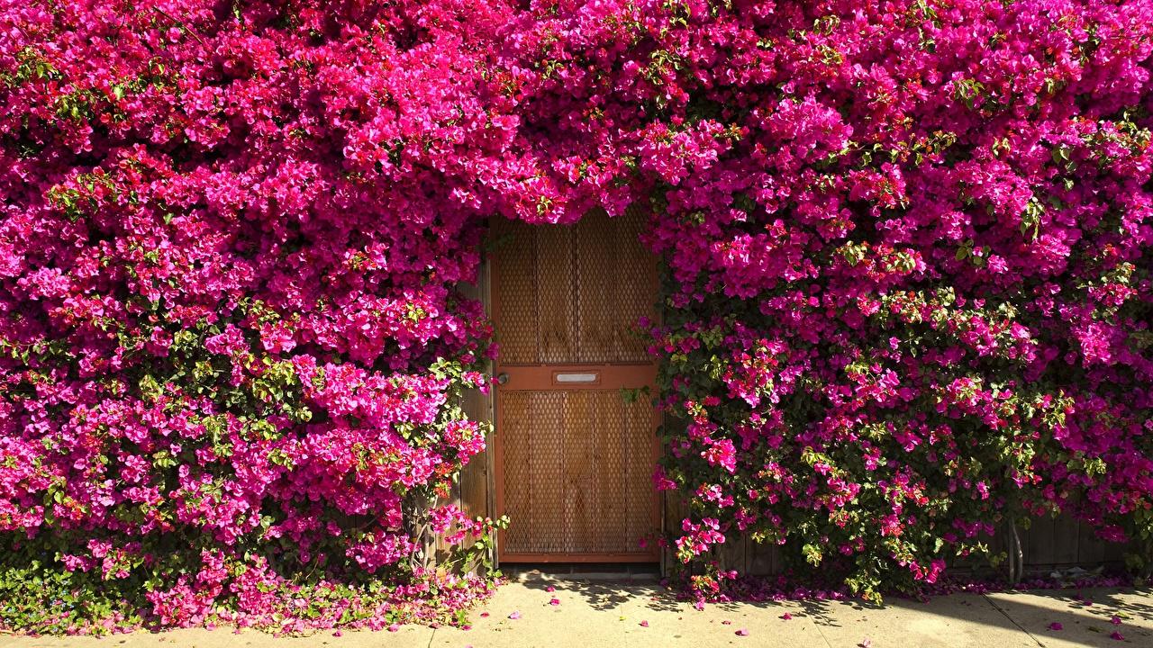 Bougainvillea Wallpapers