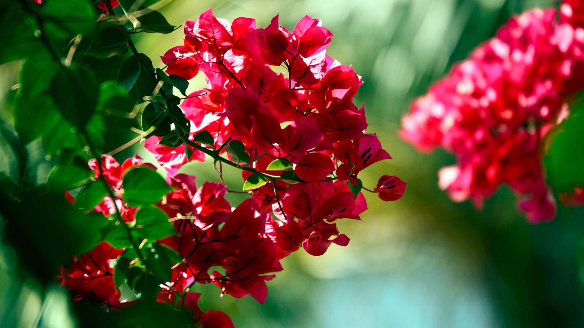 Bougainvillea Wallpapers