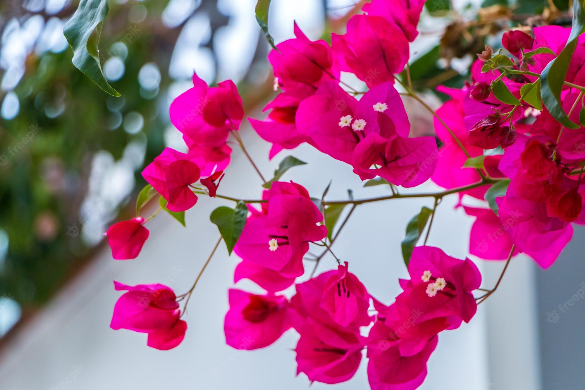 Bougainvillea Wallpapers