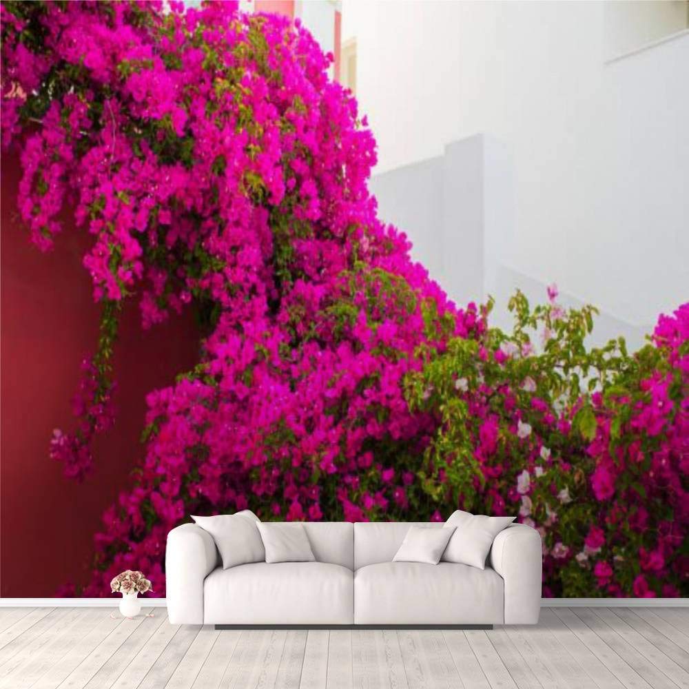 Bougainvillea Wallpapers