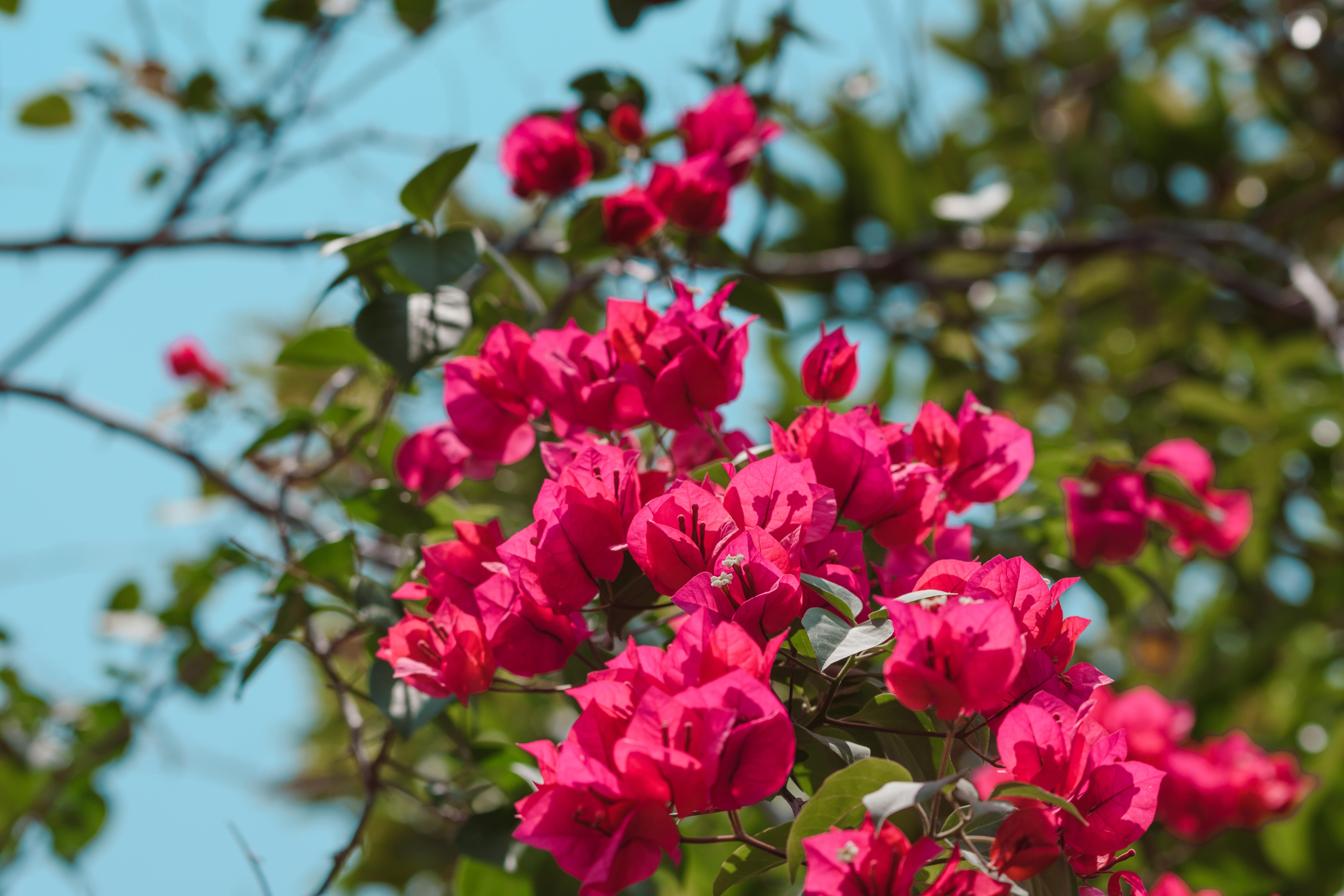 Bougainvillea Wallpapers