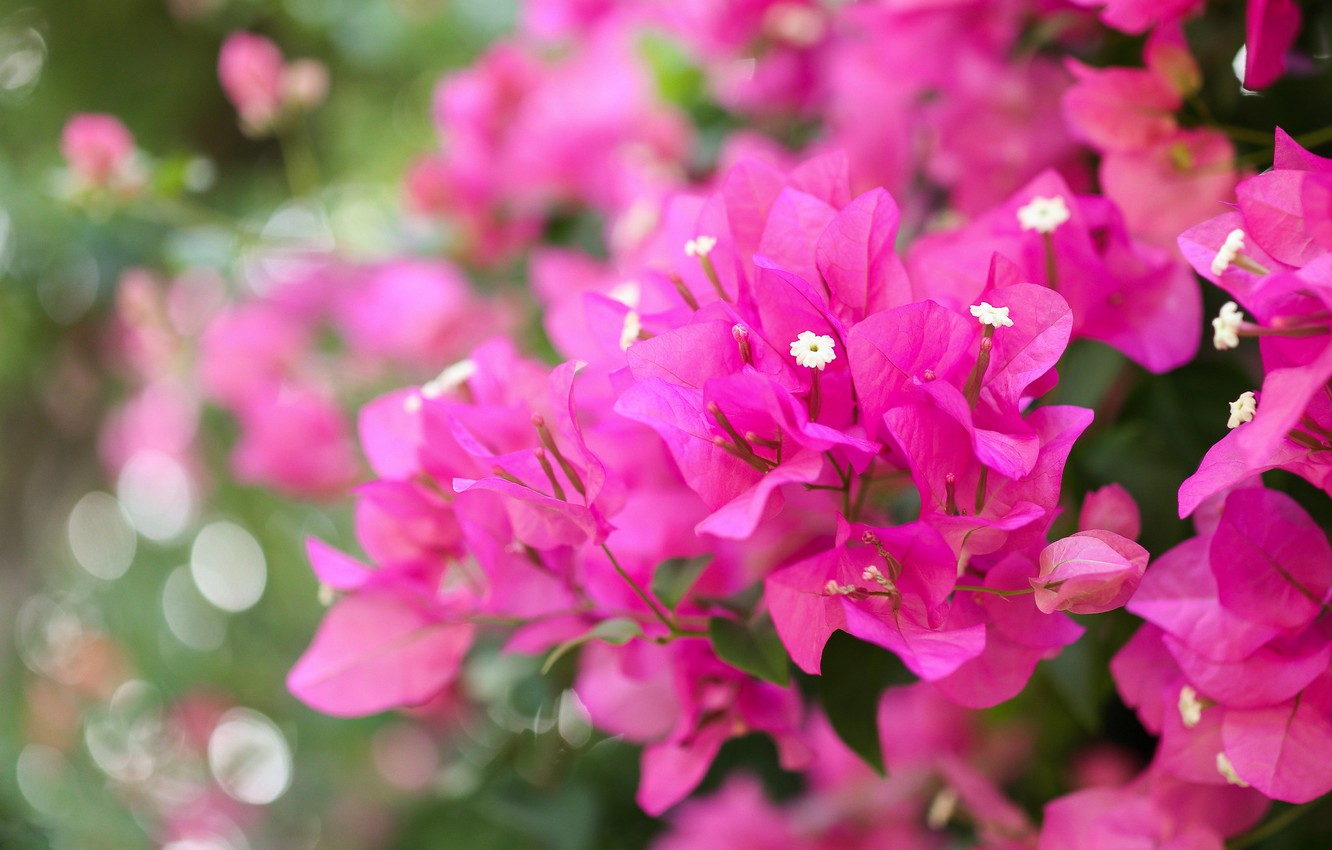 Bougainvillea Wallpapers