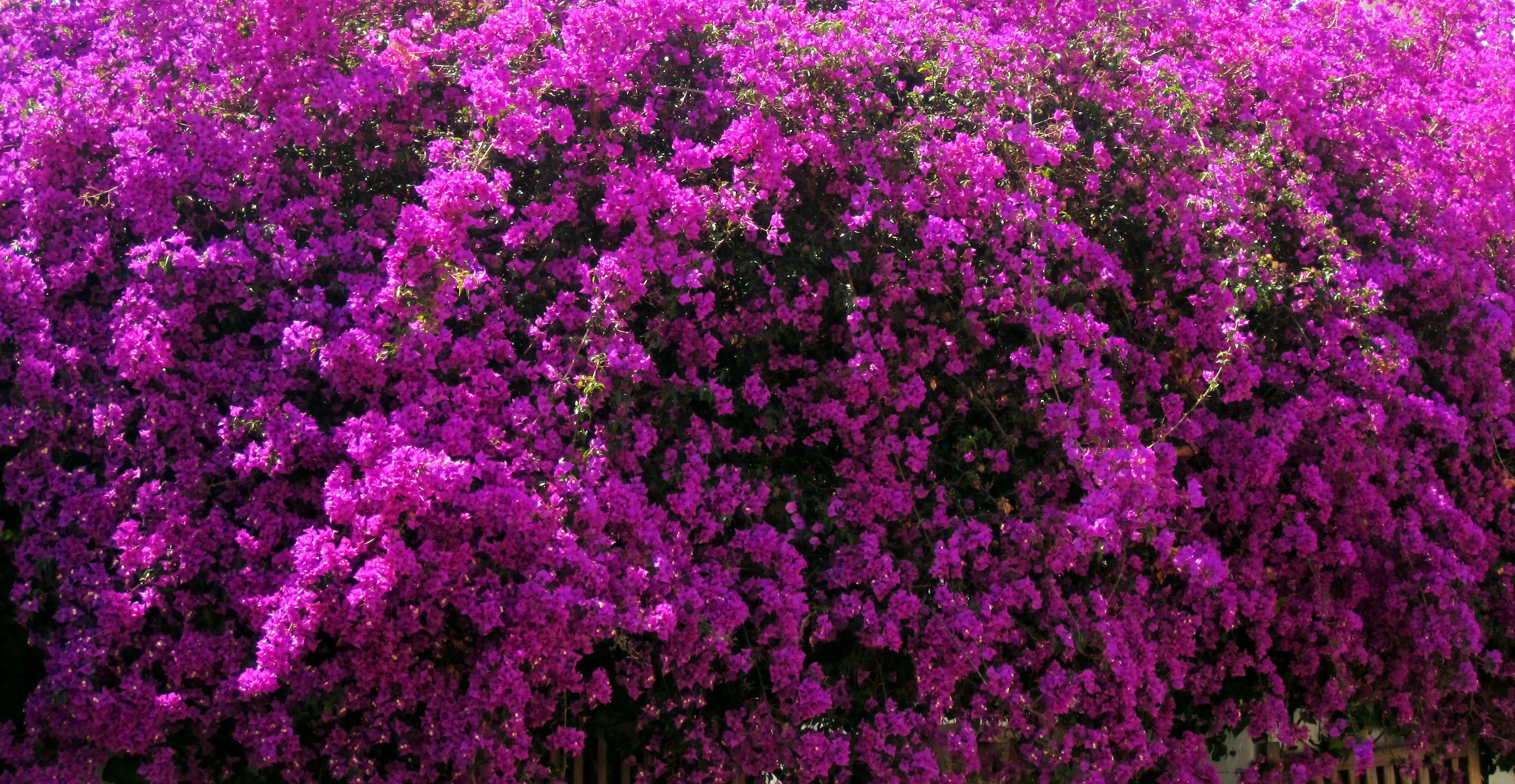 Bougainvillea Wallpapers