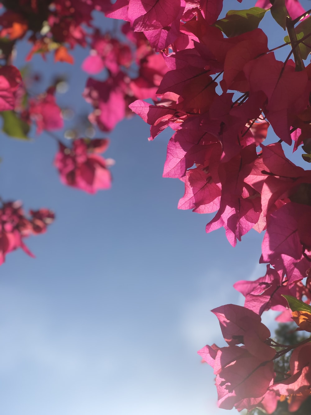 Bougainvillea Wallpapers