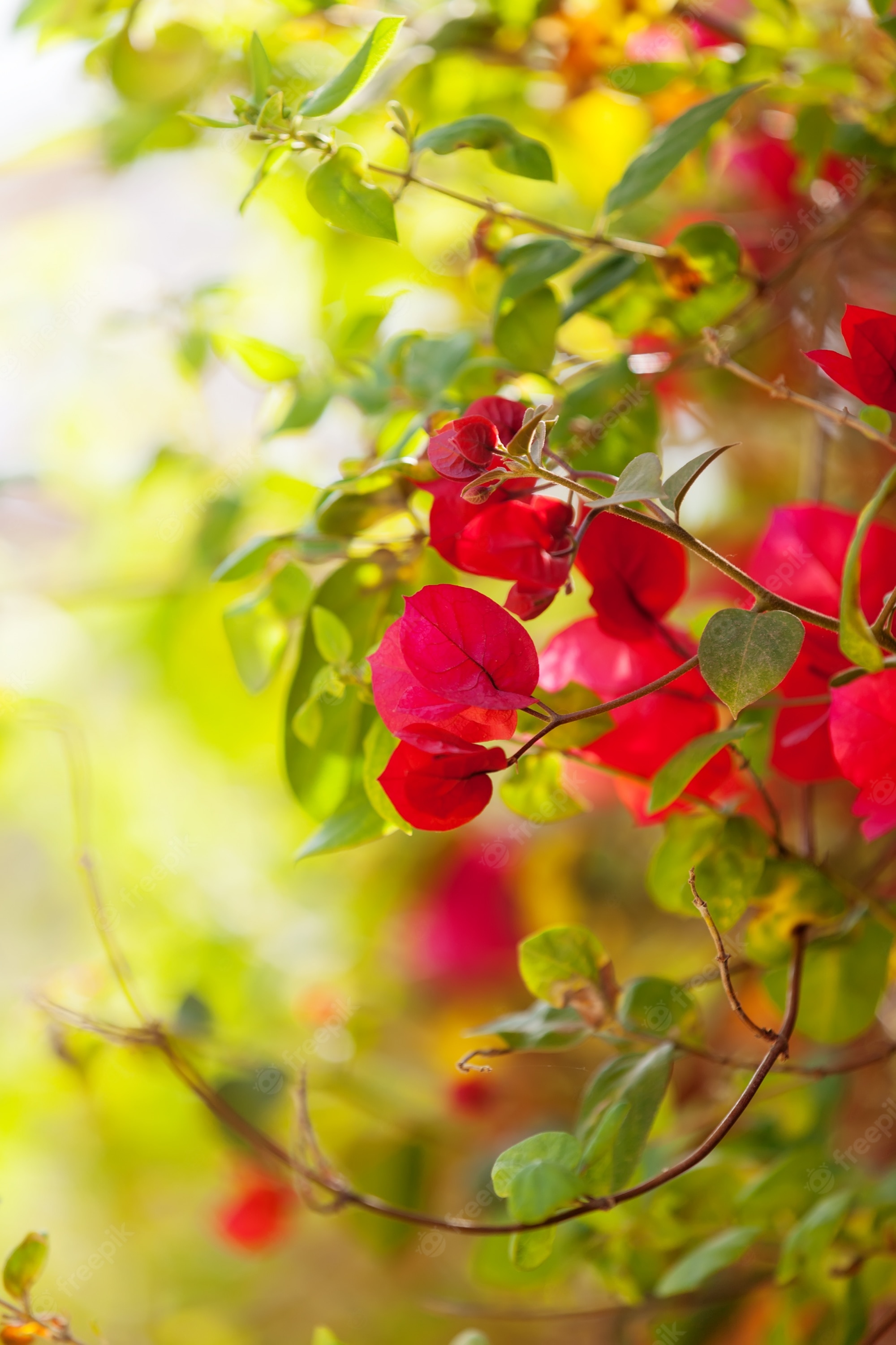 Bougainvillea Wallpapers