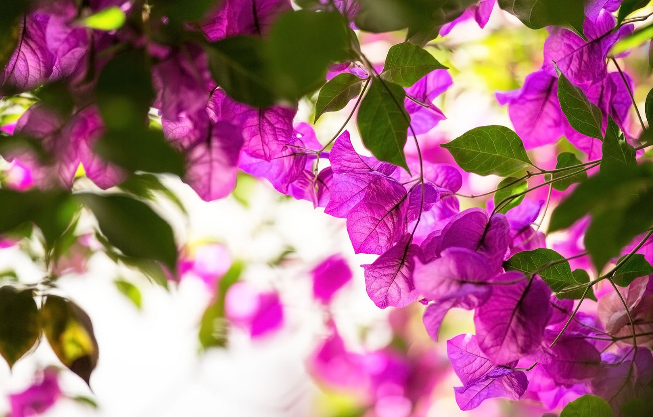 Bougainvillea Wallpapers