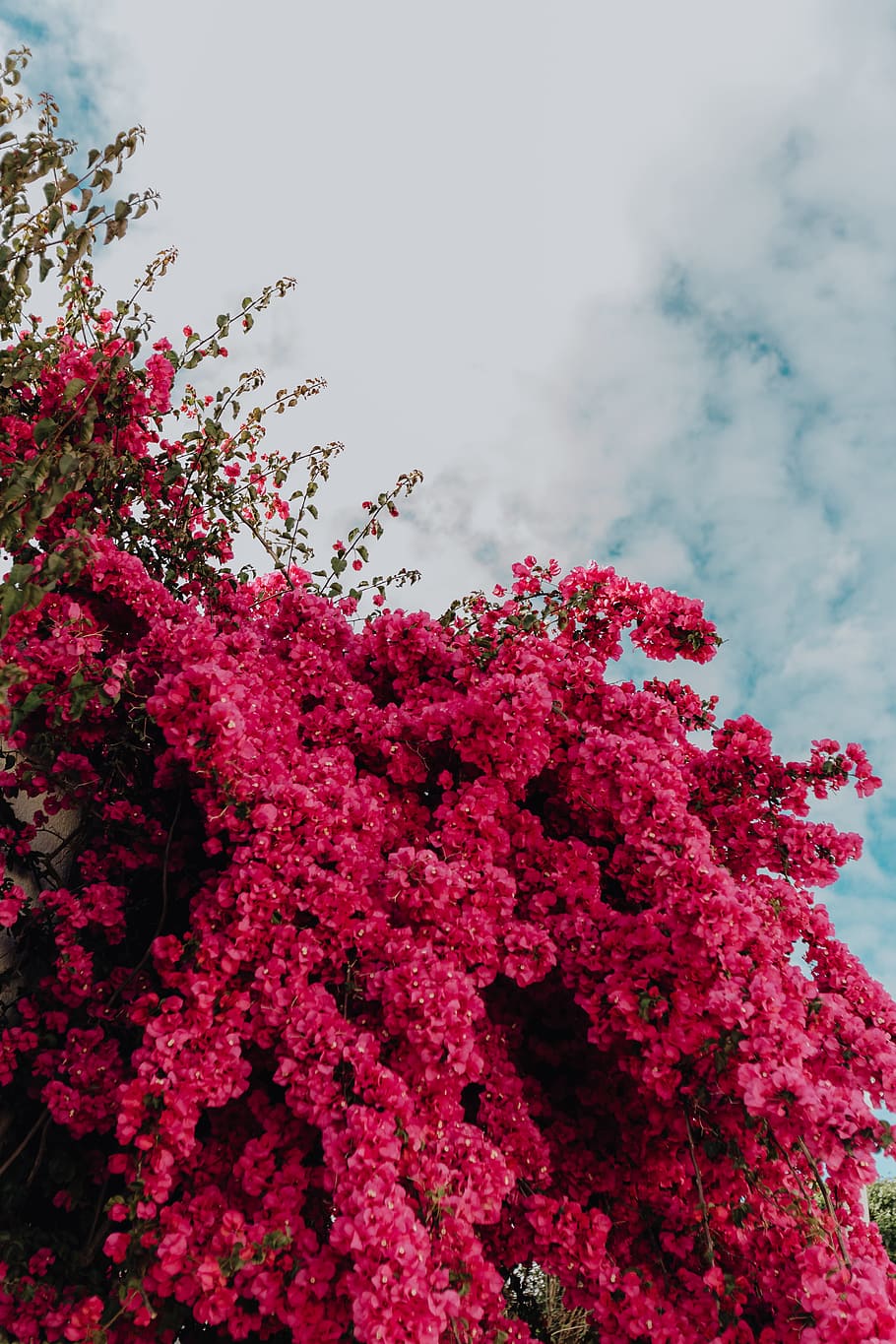 Bougainvillea Wallpapers