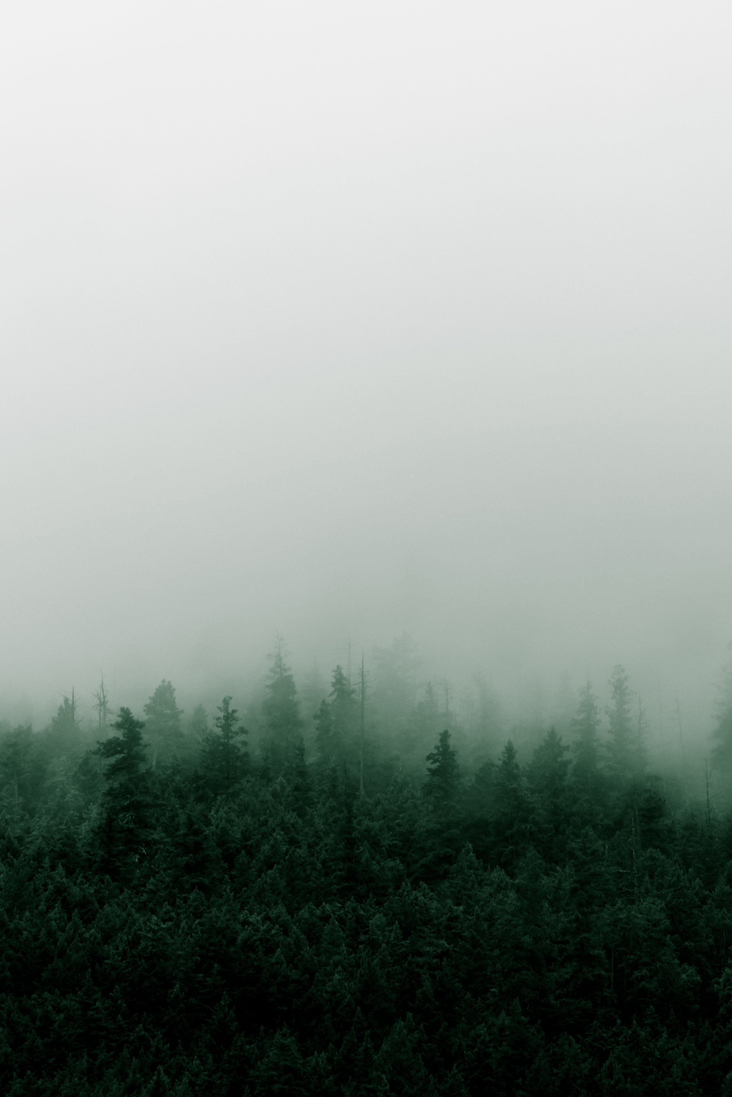 British Columbia Foggy Forest Wallpapers