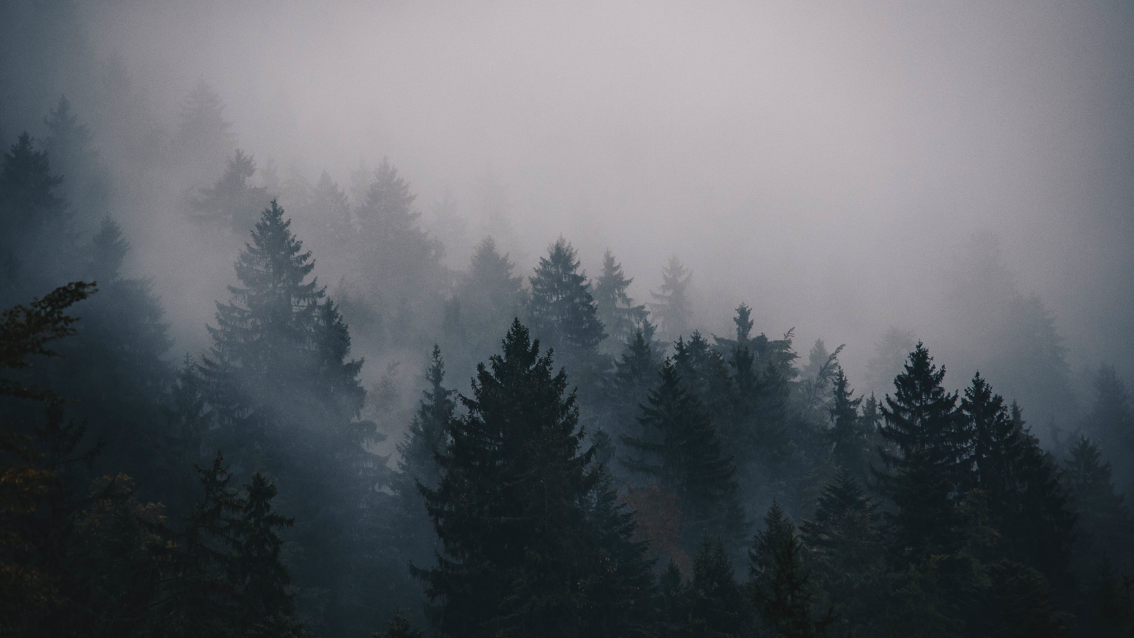 British Columbia Foggy Forest Wallpapers