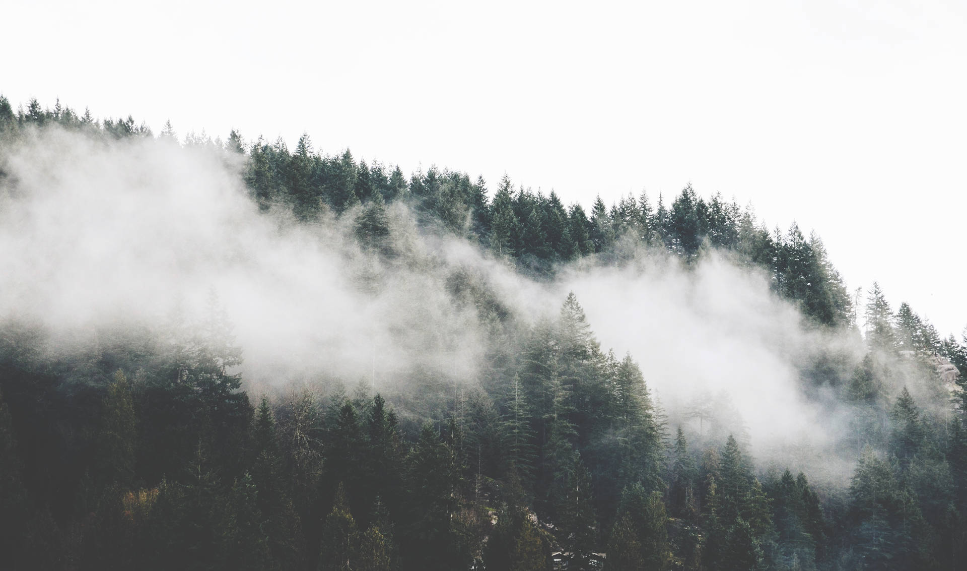 British Columbia Foggy Forest Wallpapers