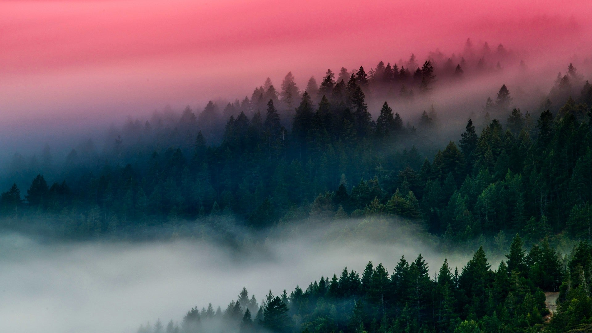 British Columbia Foggy Forest Wallpapers