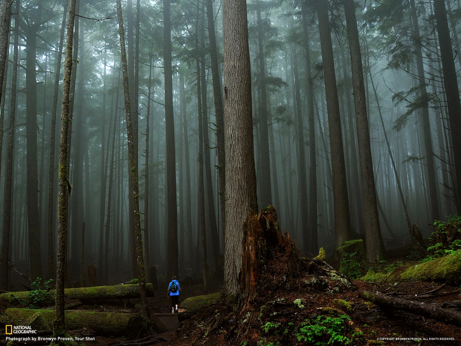 British Columbia Foggy Forest Wallpapers