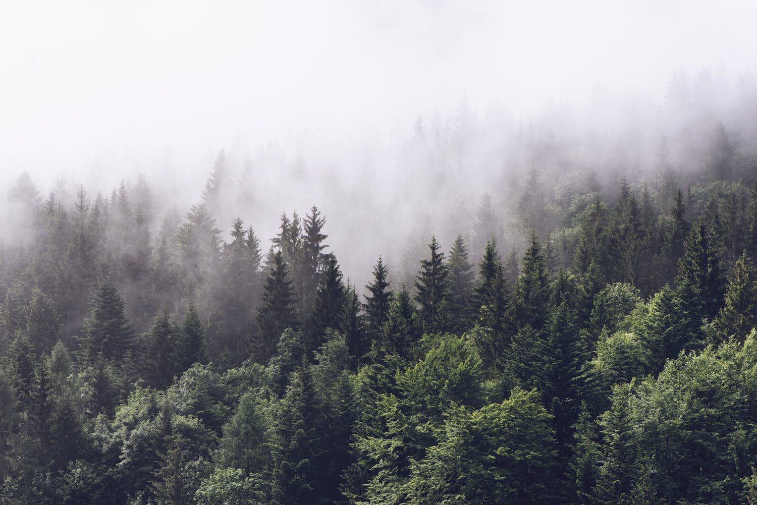 British Columbia Foggy Forest Wallpapers