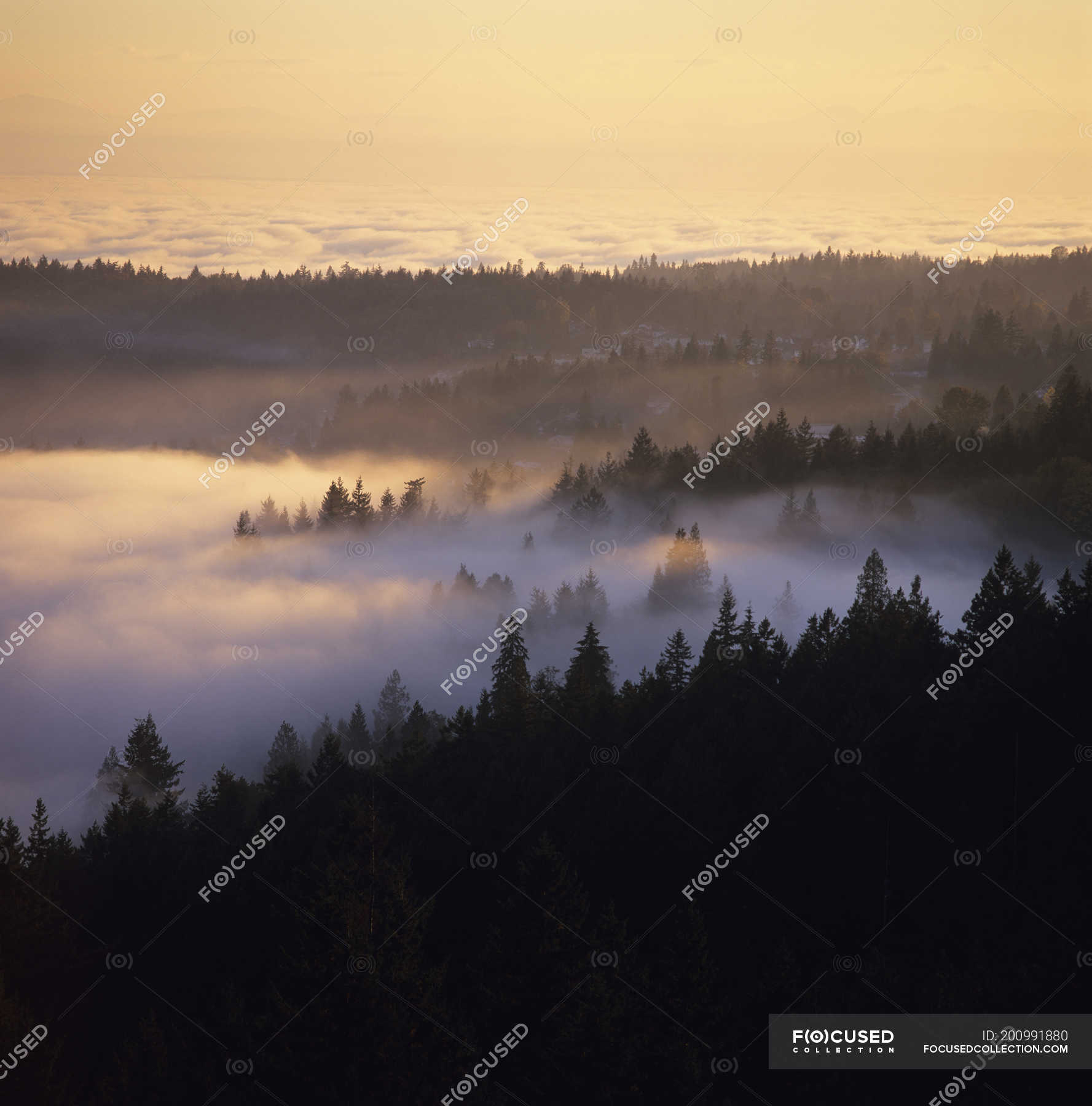 British Columbia Foggy Forest Wallpapers