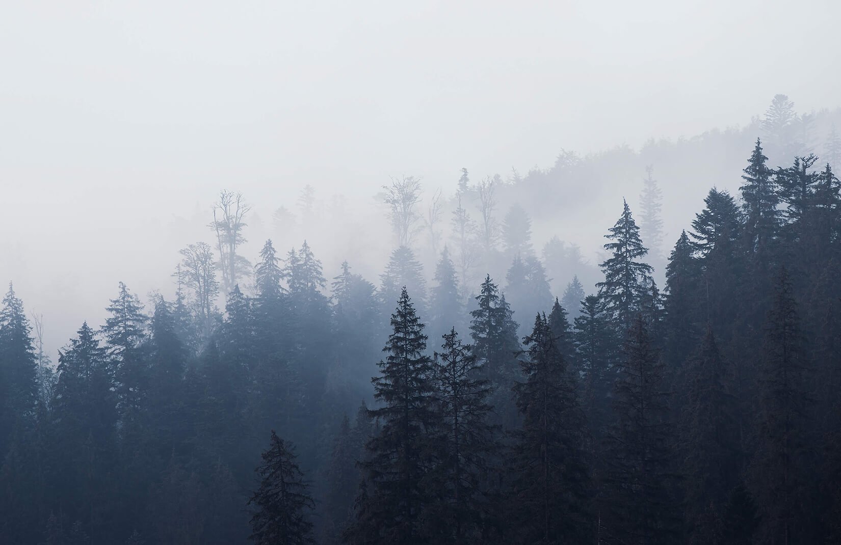 British Columbia Foggy Forest Wallpapers