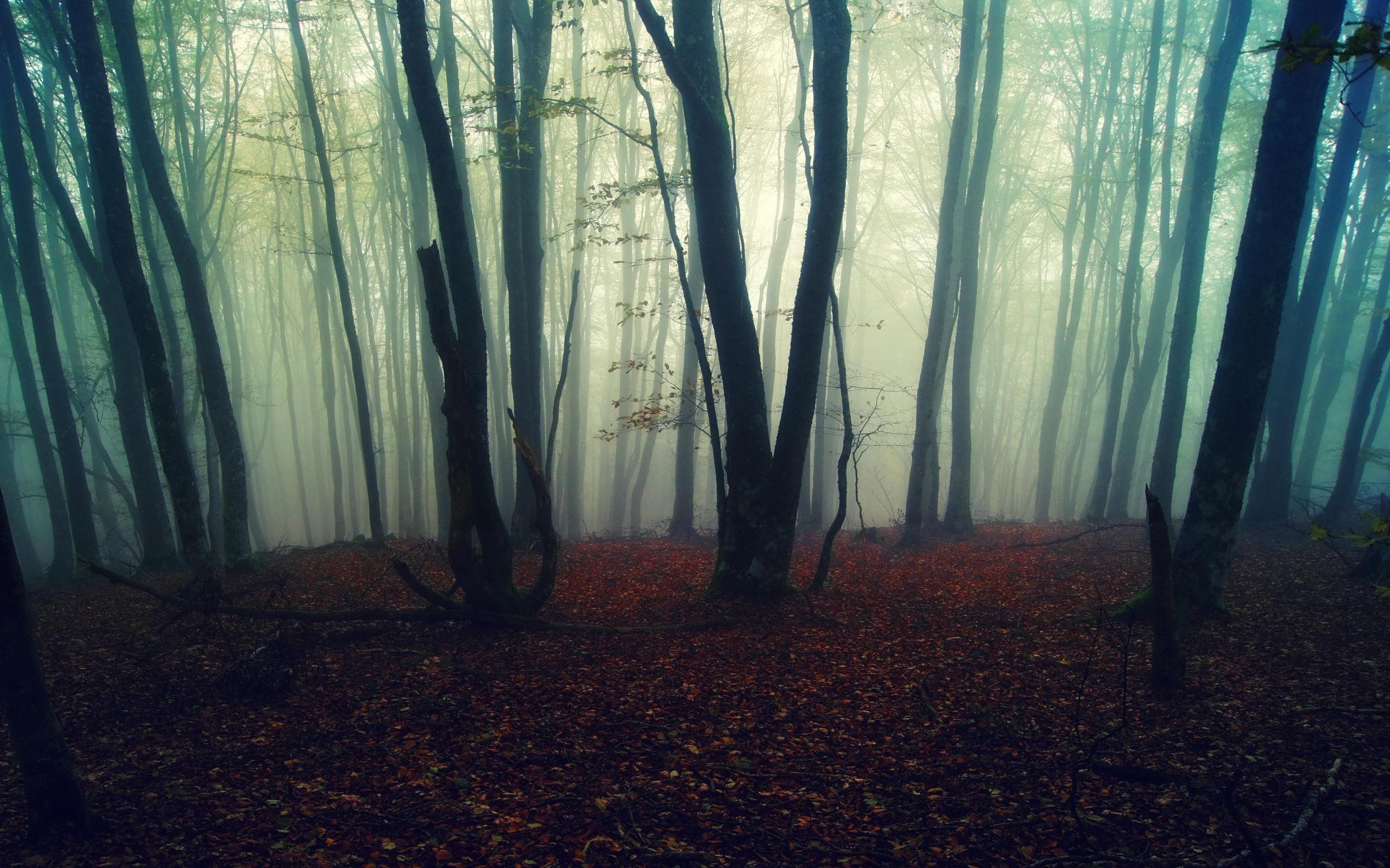 British Columbia Foggy Forest Wallpapers