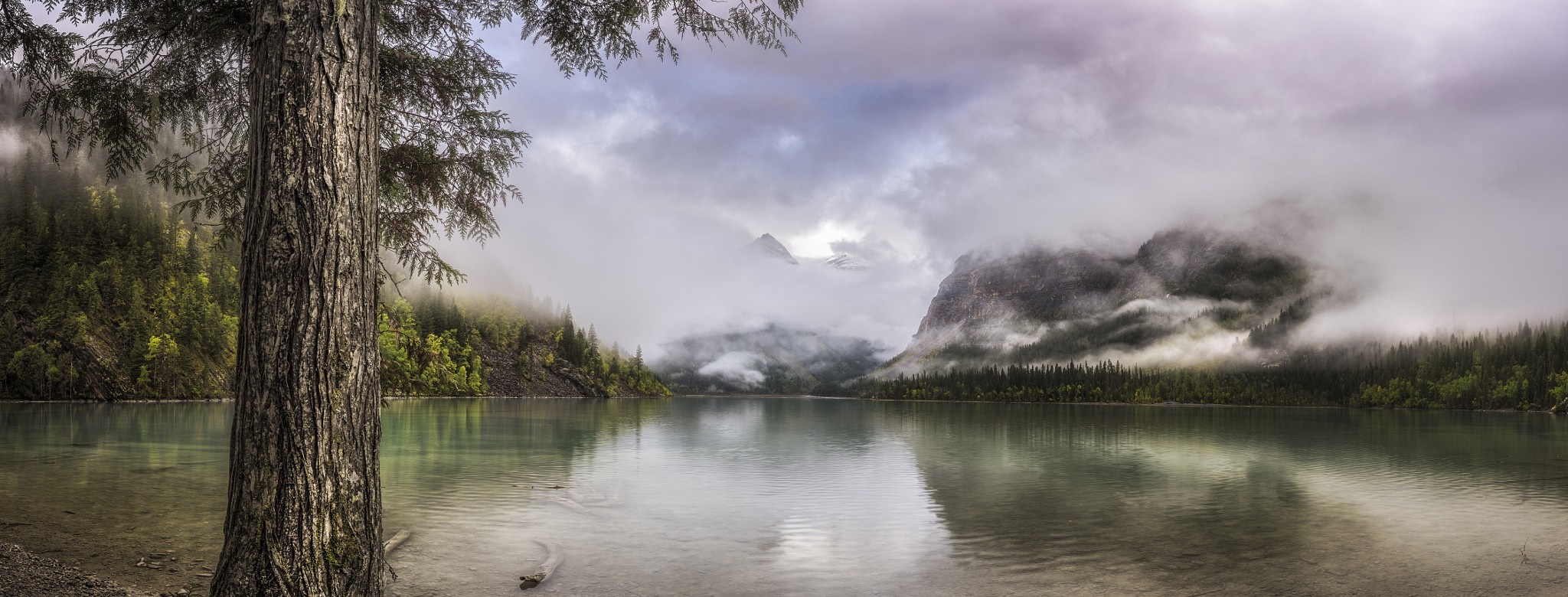 British Columbia Foggy Forest Wallpapers