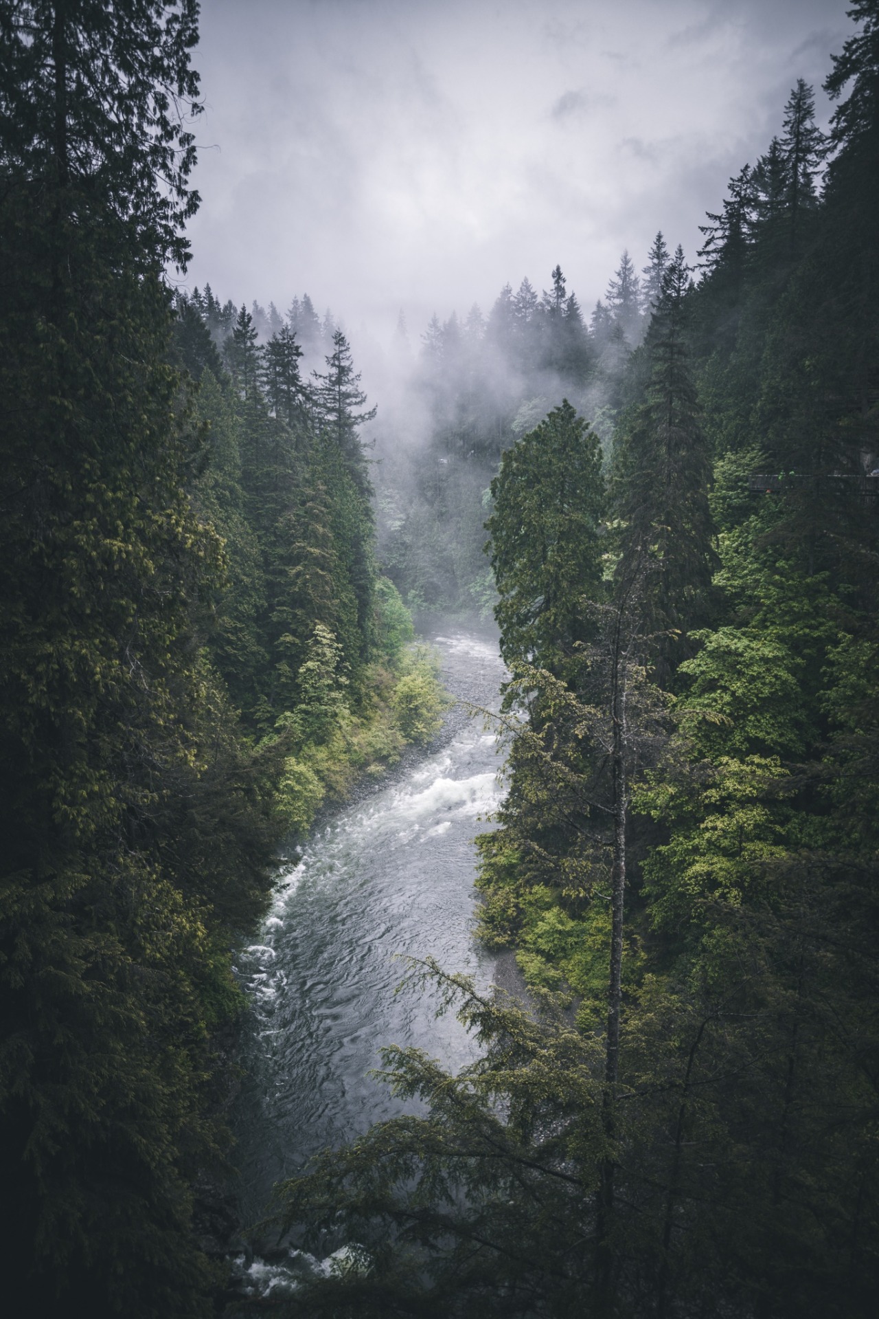 British Columbia Foggy Forest Wallpapers