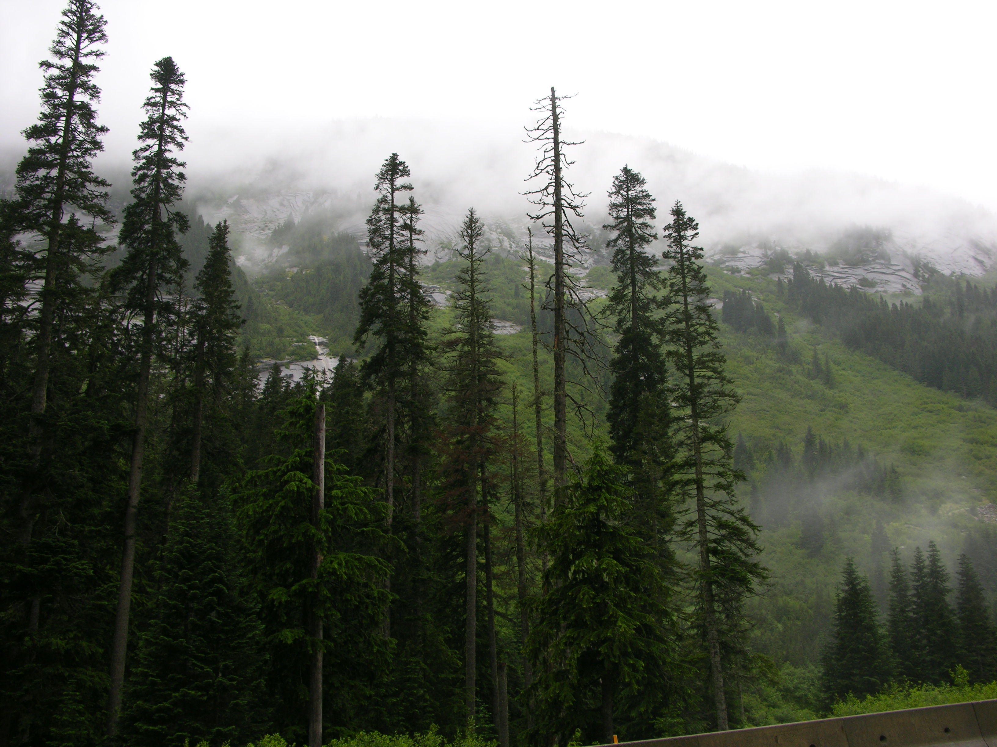 British Columbia Foggy Forest Wallpapers