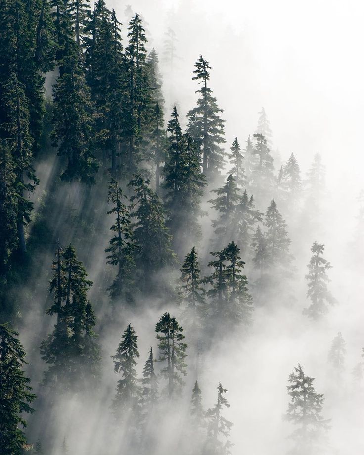 British Columbia Foggy Forest Wallpapers