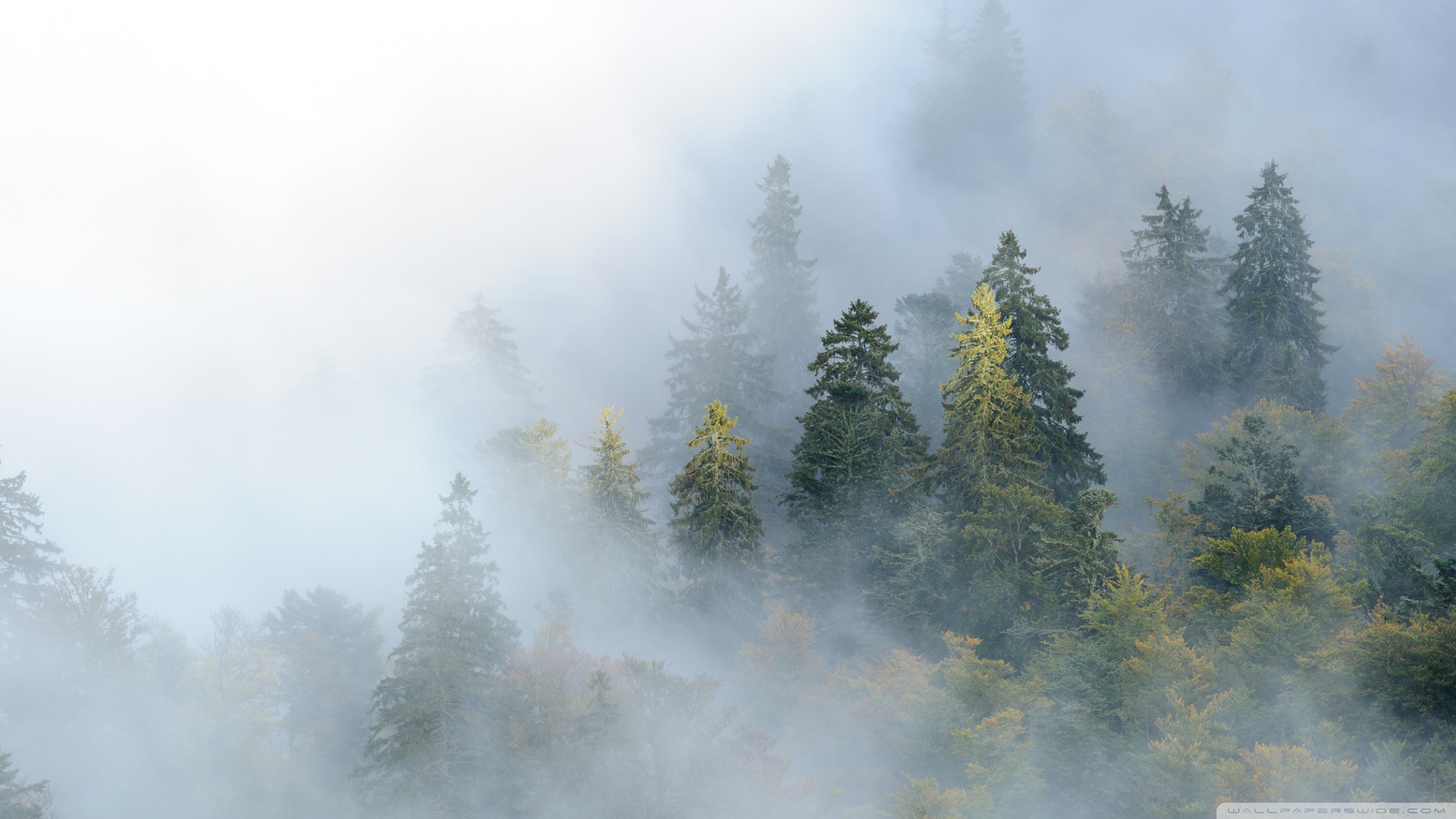 British Columbia Foggy Forest Wallpapers