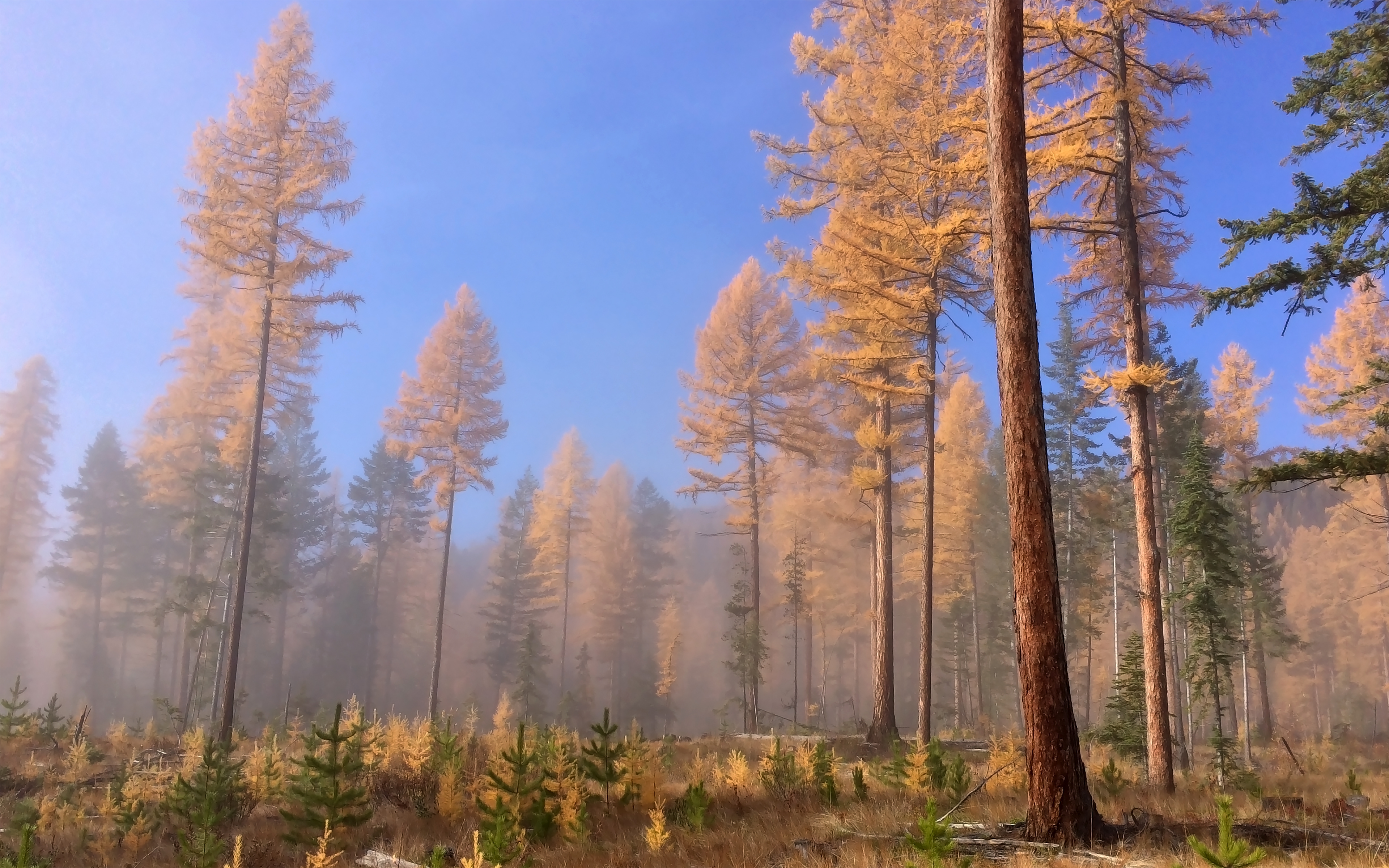 British Columbia Foggy Forest Wallpapers