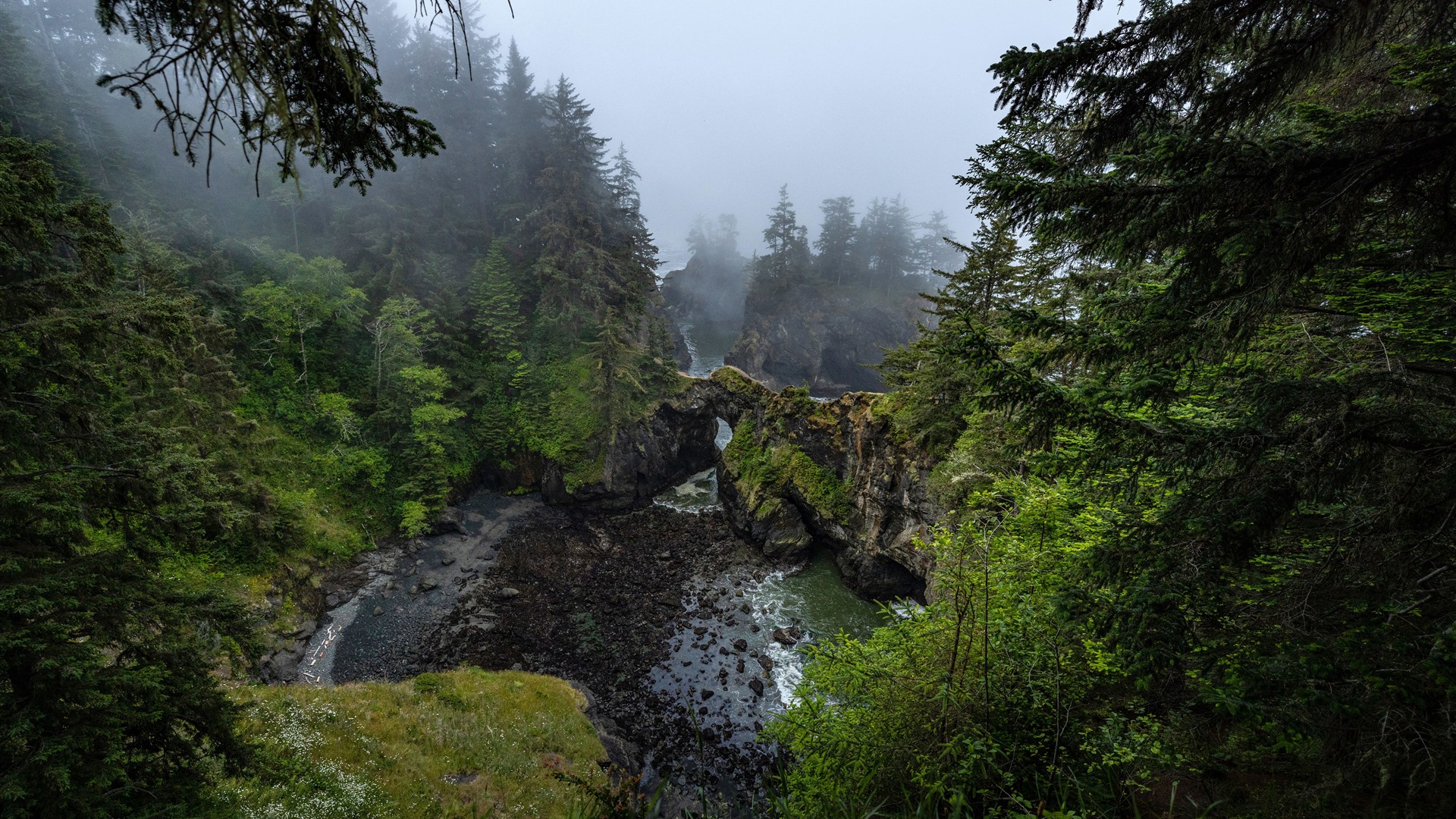 British Columbia Foggy Forest Wallpapers