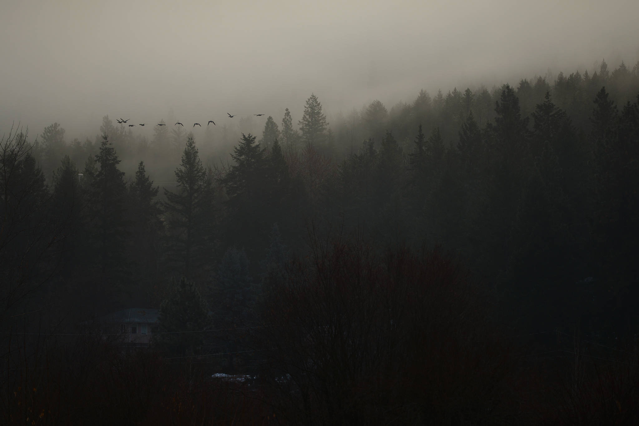 British Columbia Foggy Forest Wallpapers