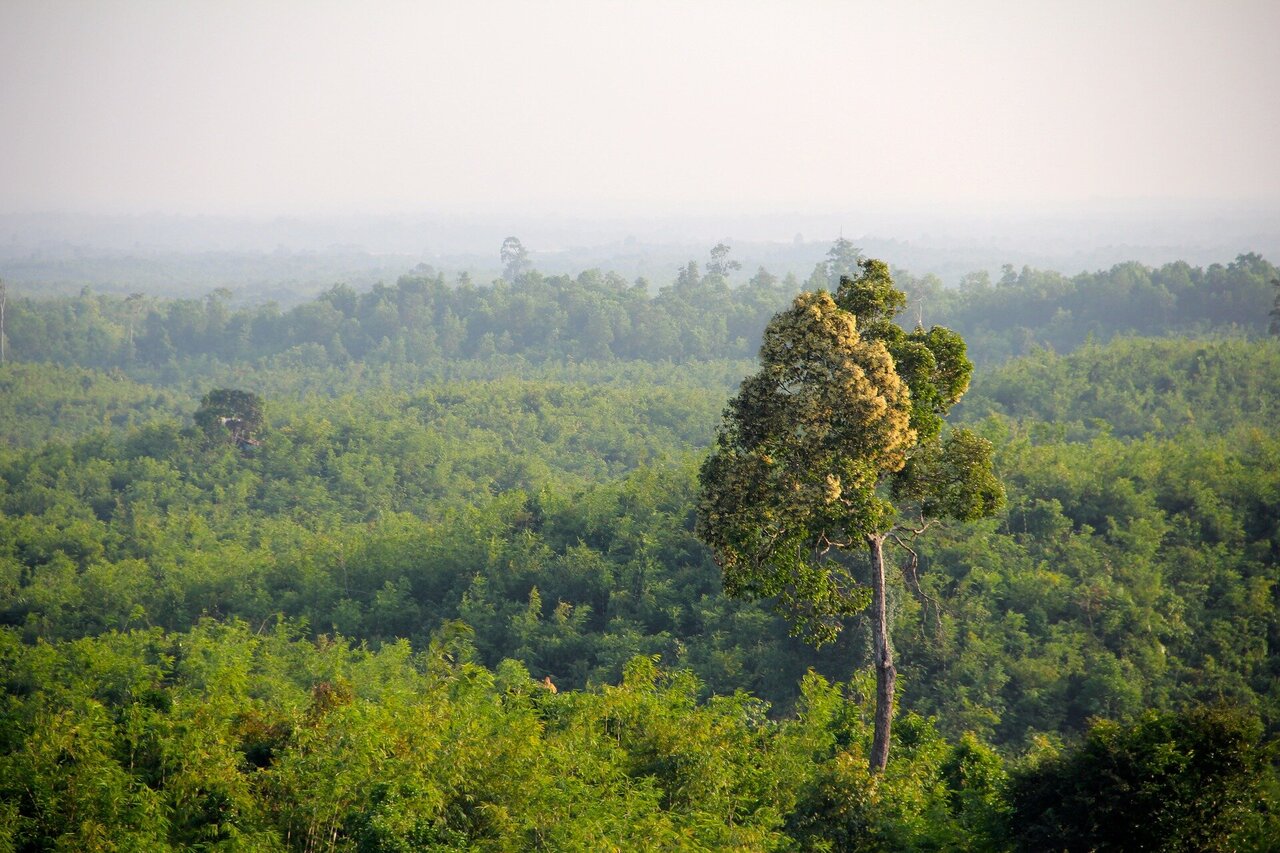 Burma Asia Forest 4K Wallpapers