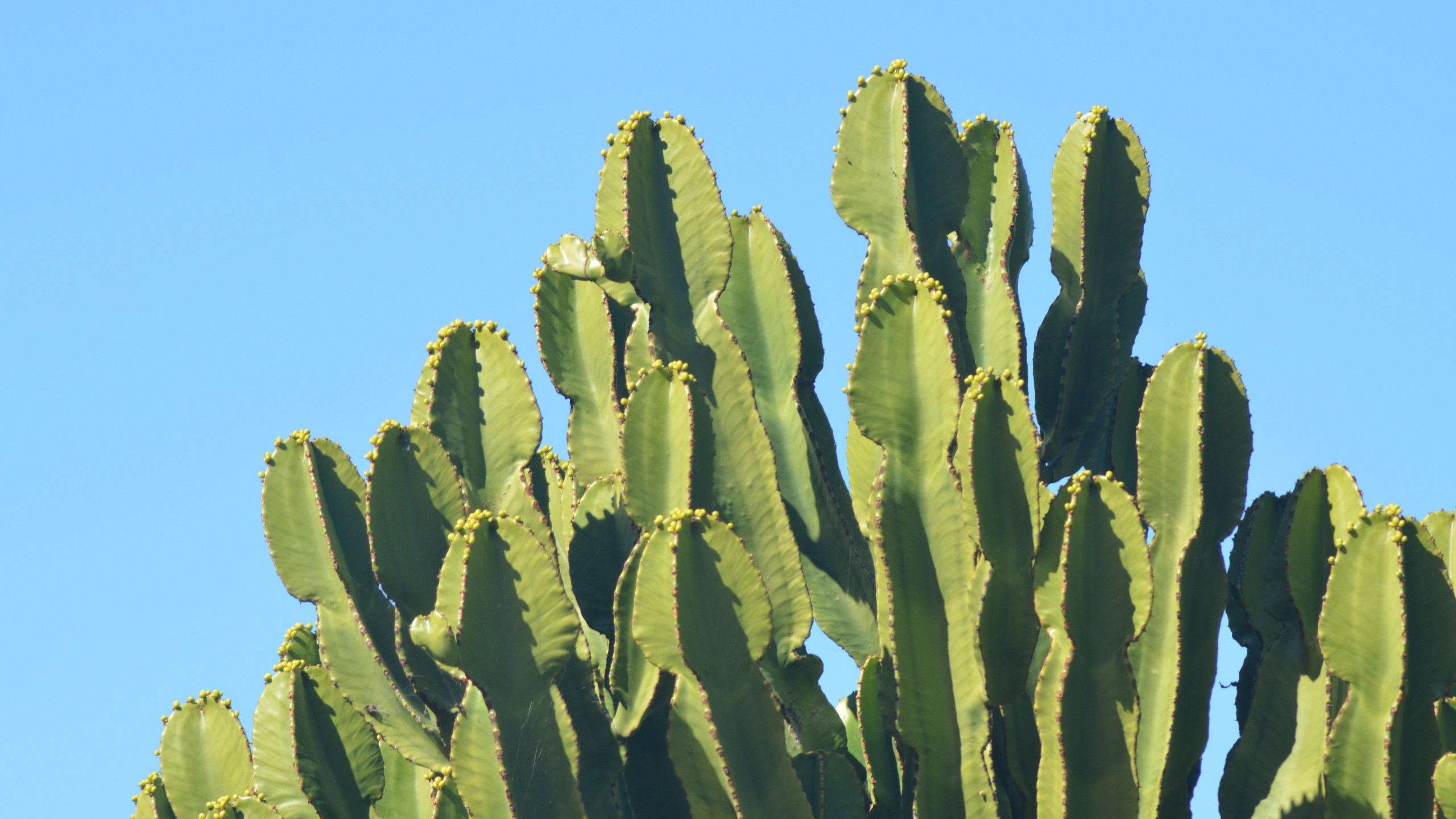 Cactus Wallpapers