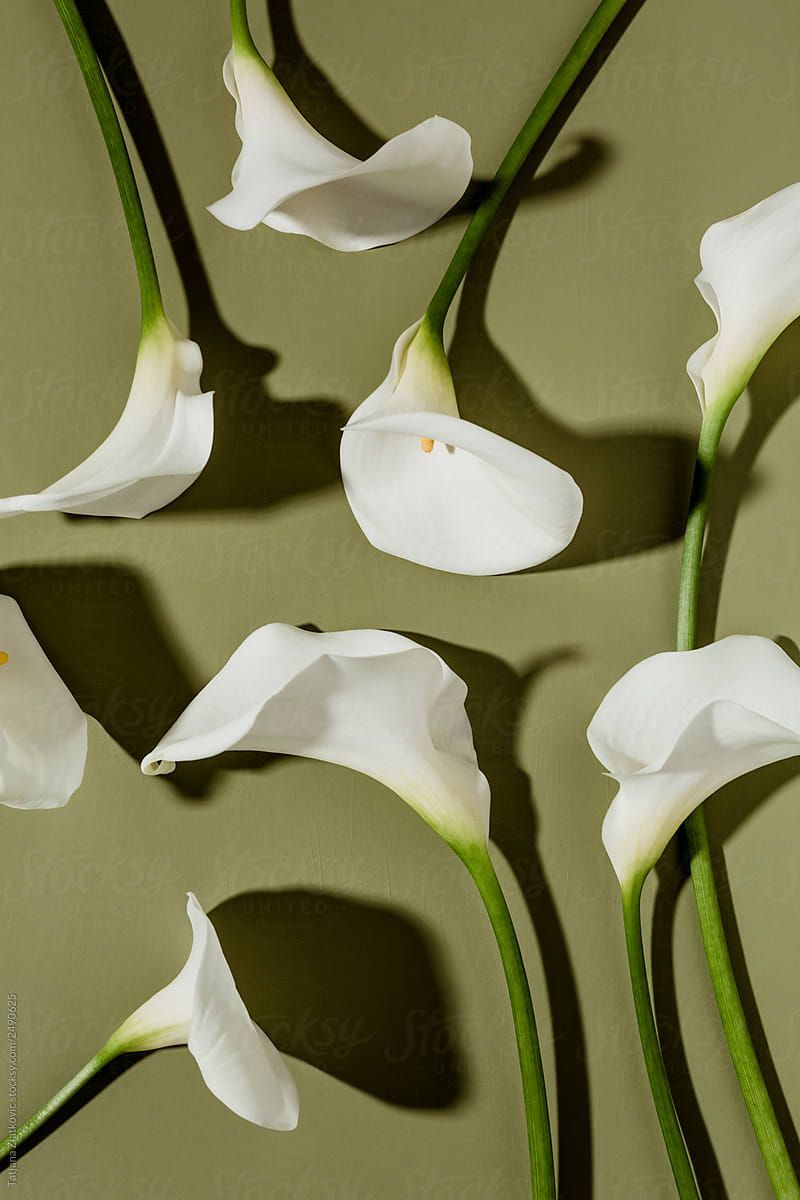 Calla Lily Wallpapers