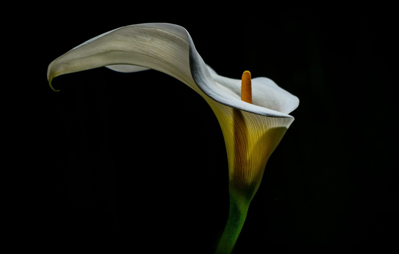 Calla Lily Wallpapers