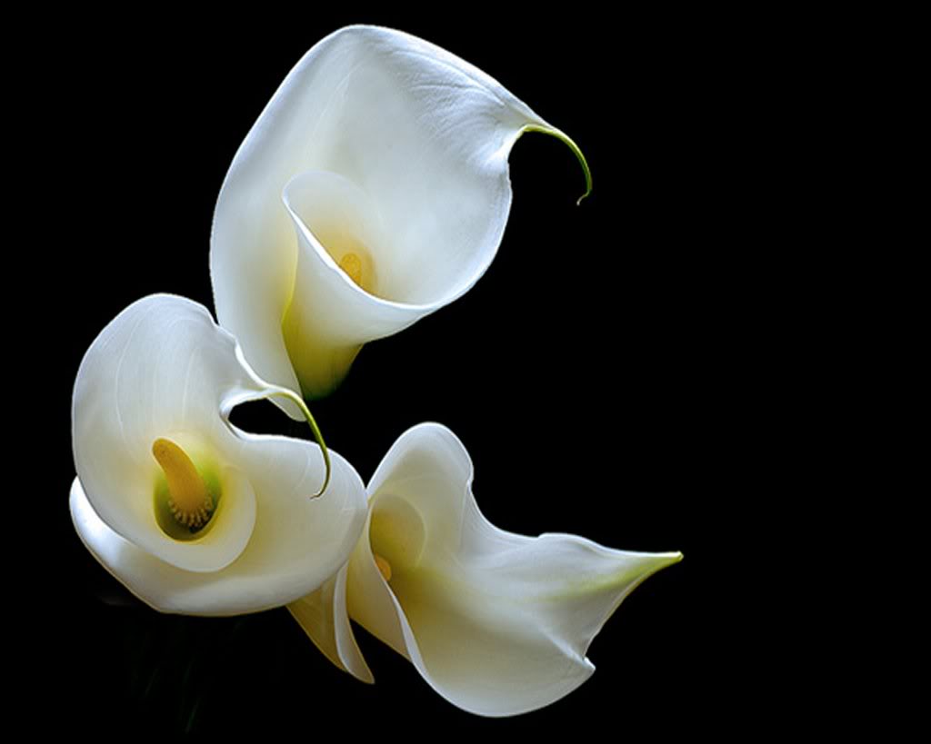 Calla Lily Wallpapers