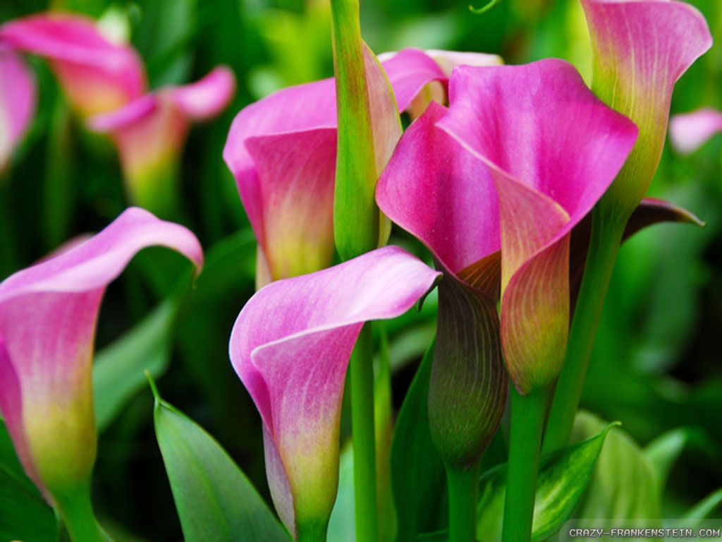 Calla Lily Wallpapers