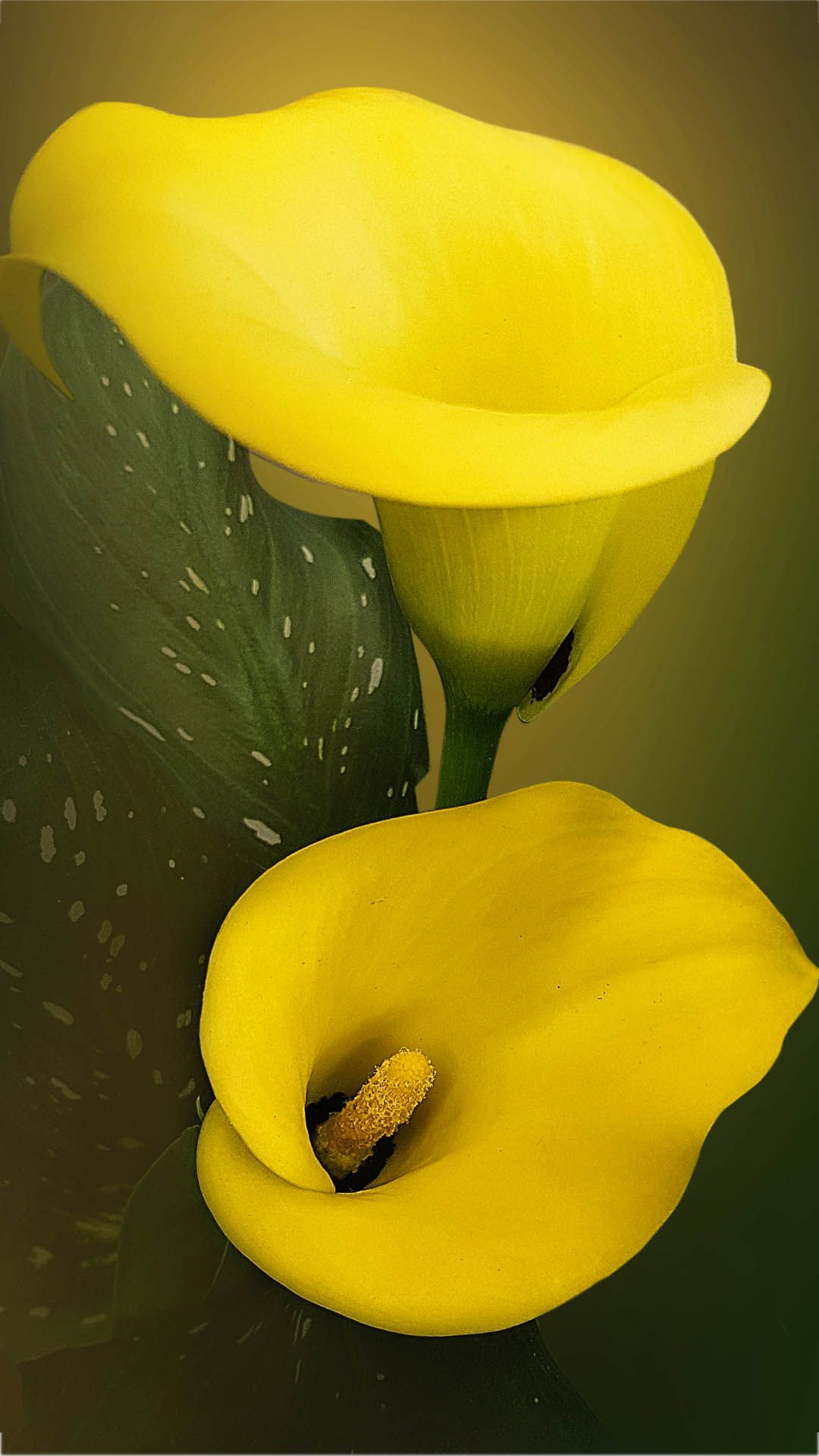 Calla Lily Wallpapers