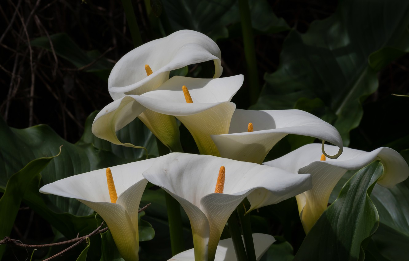 Calla Lily Wallpapers