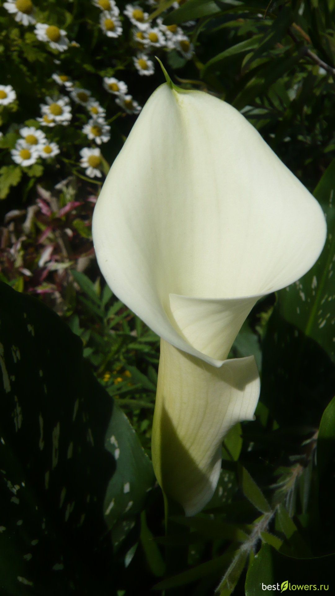 Calla Lily Wallpapers