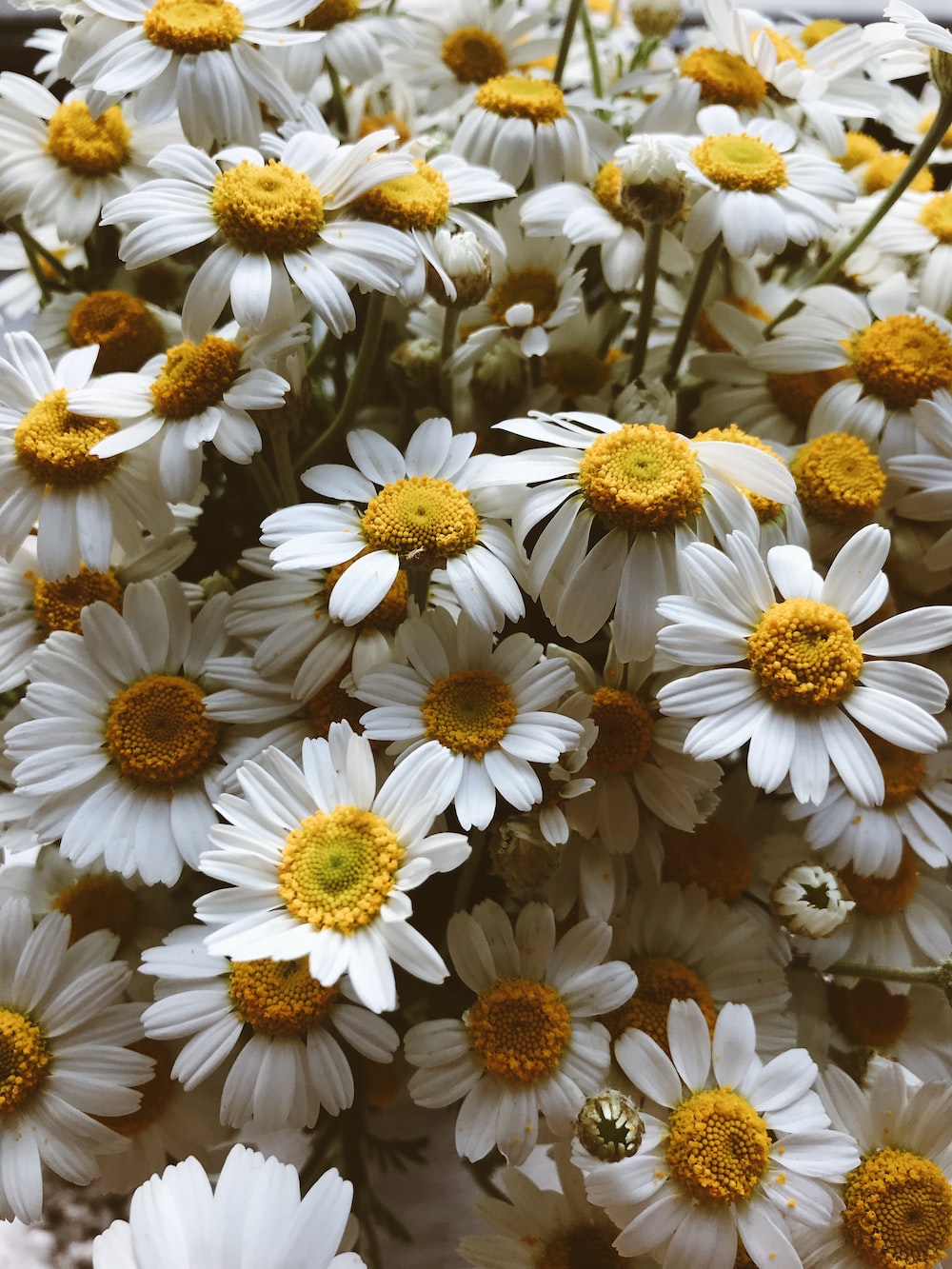 Camomile Wallpapers