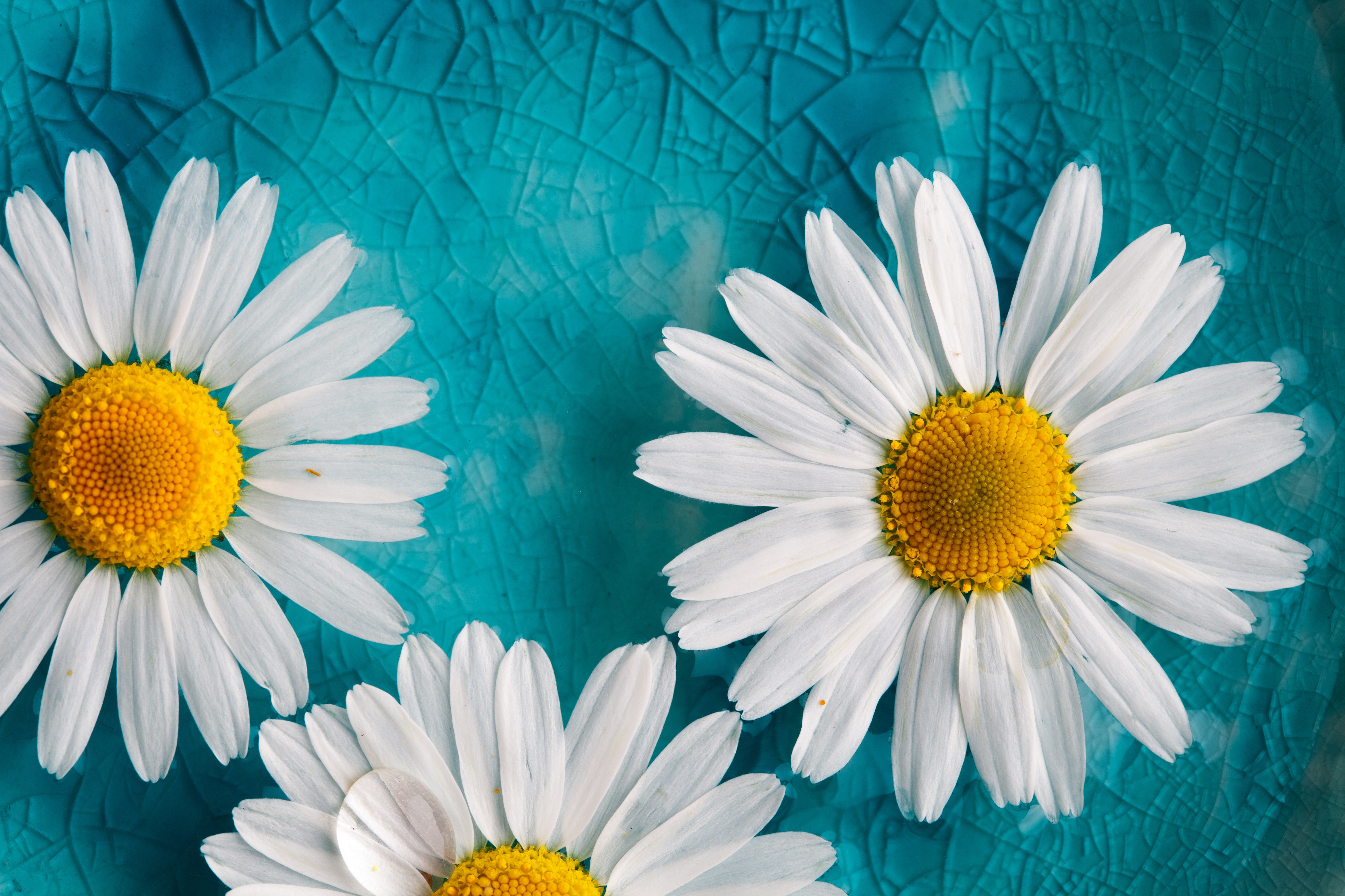 Camomile Wallpapers