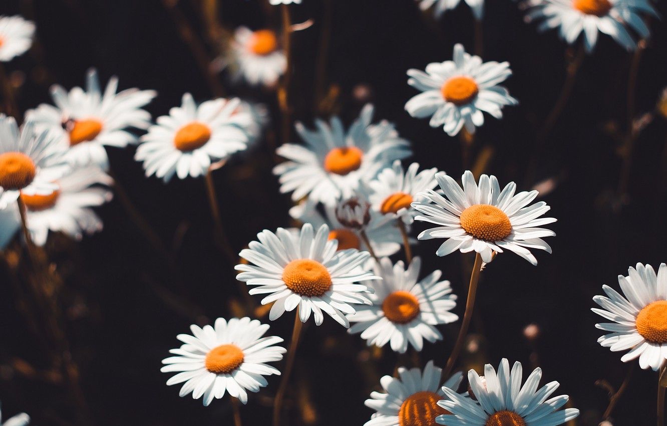 Camomile Wallpapers