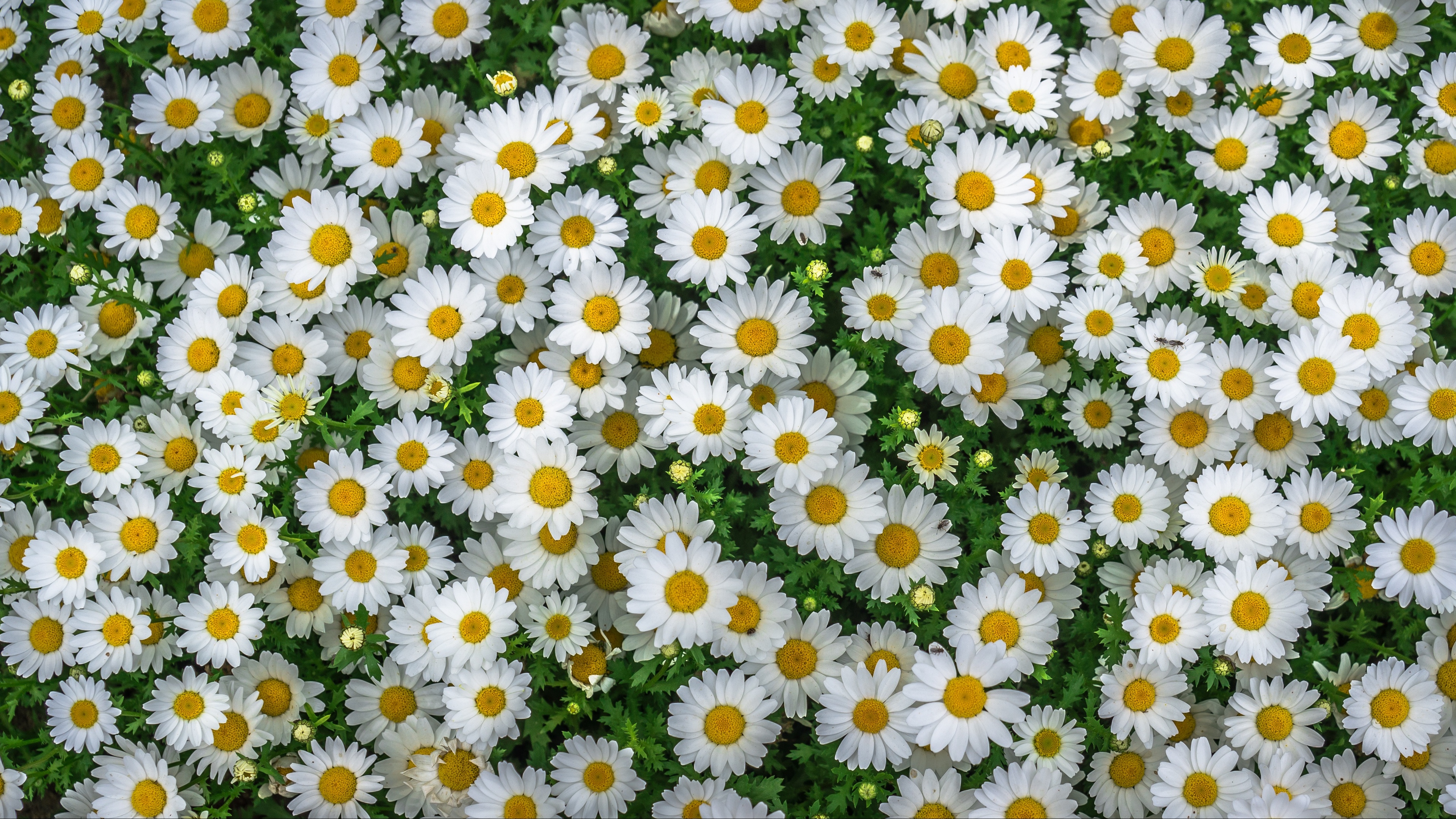 Camomile Wallpapers