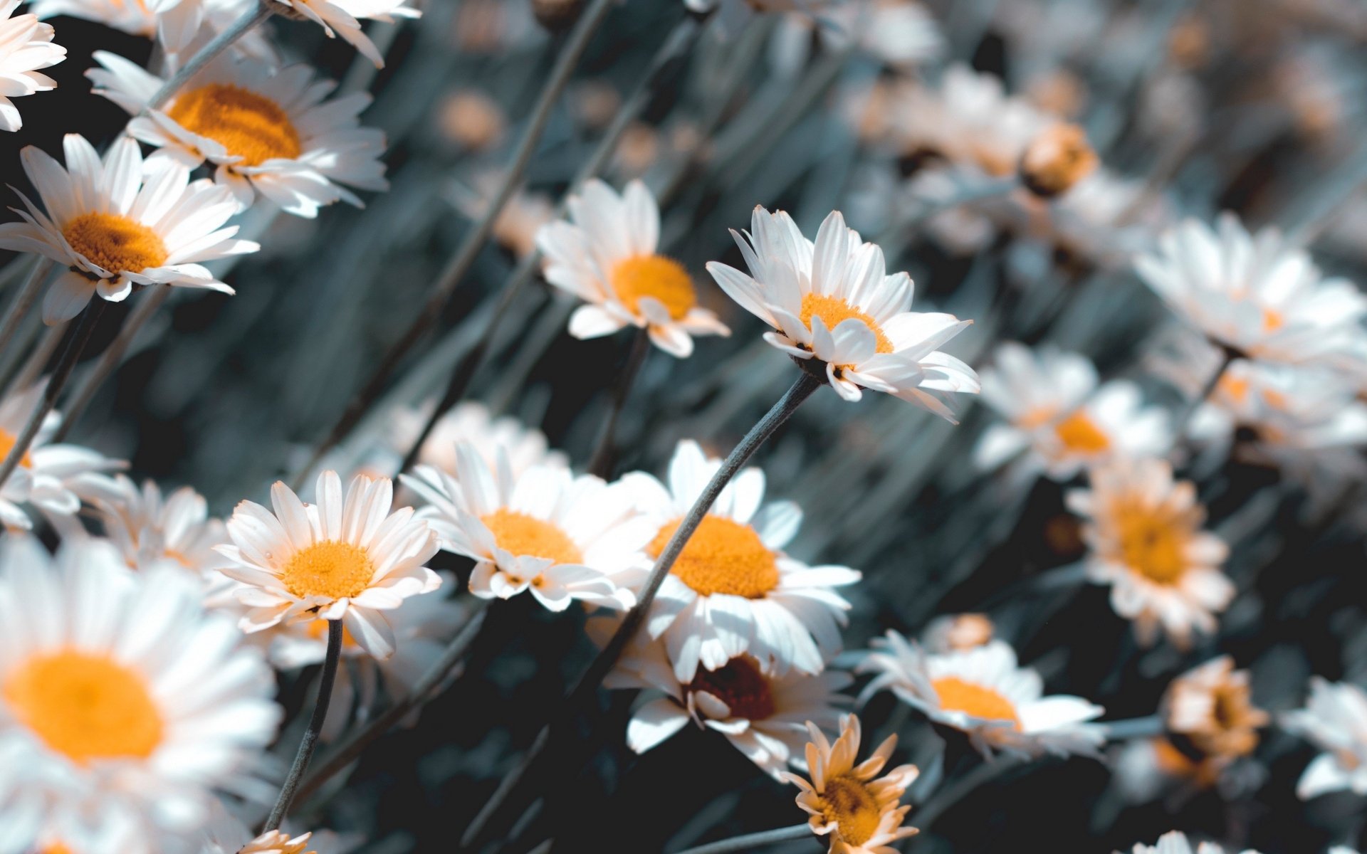 Camomile Wallpapers