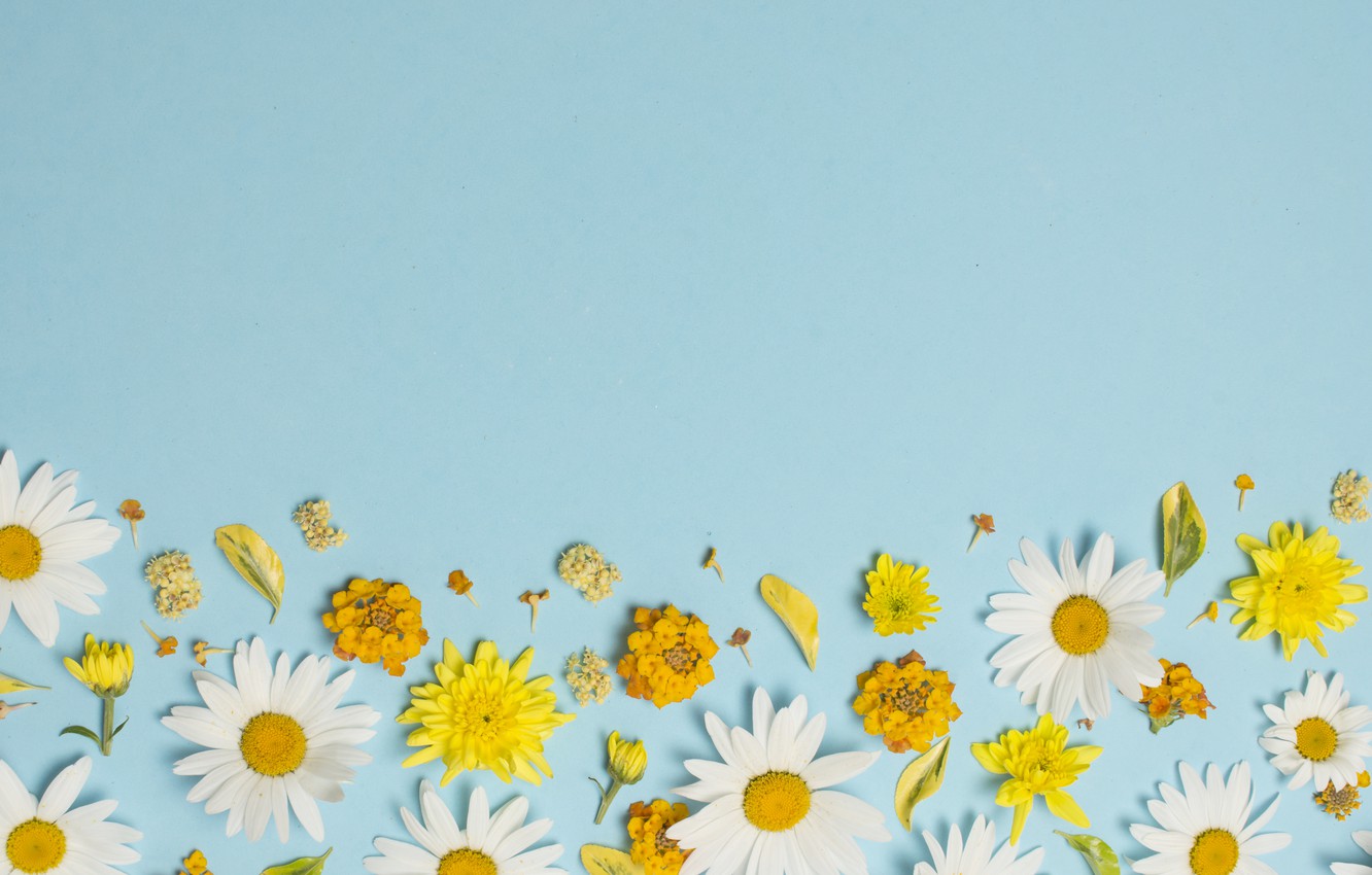 Camomile Wallpapers