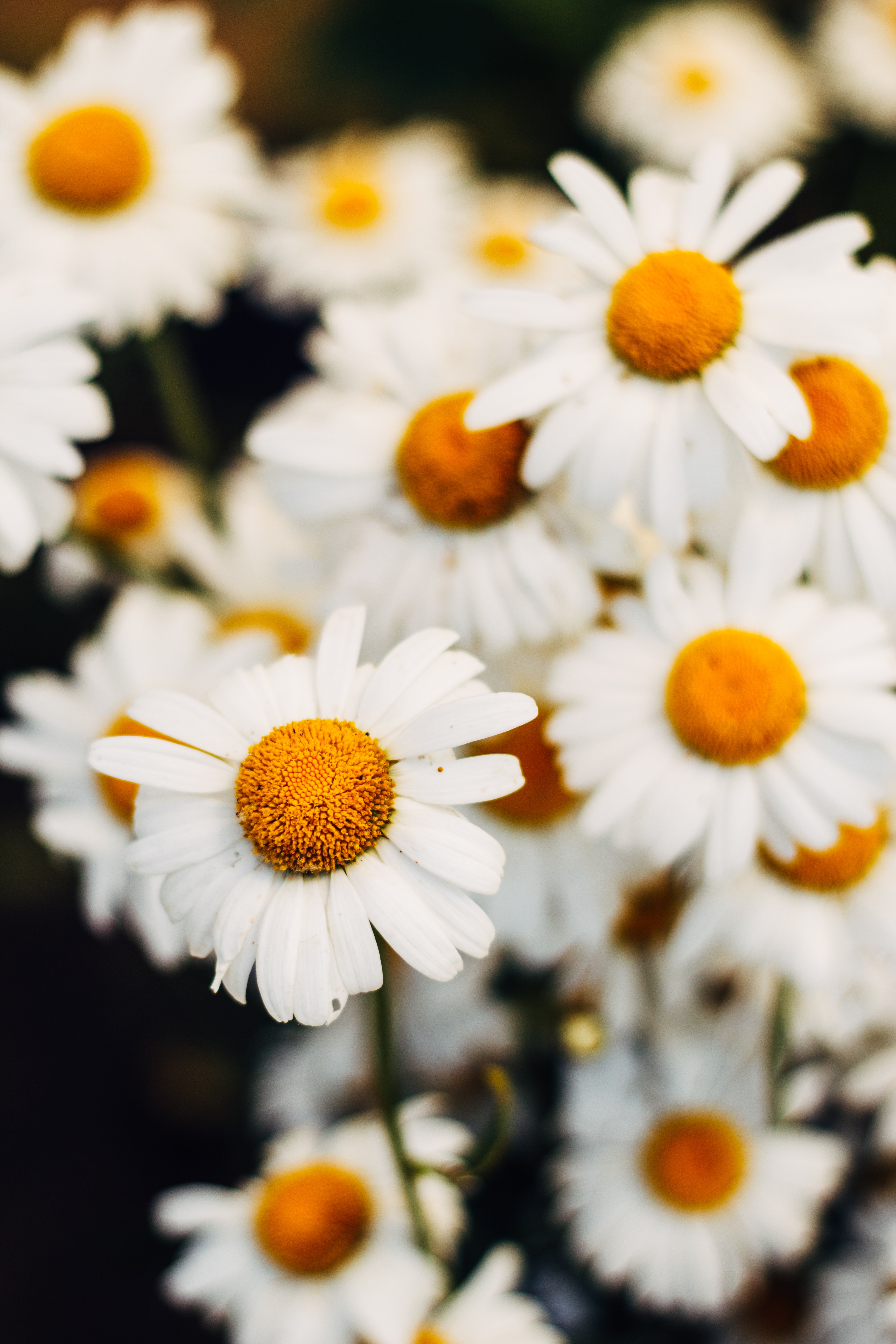 Camomile Wallpapers