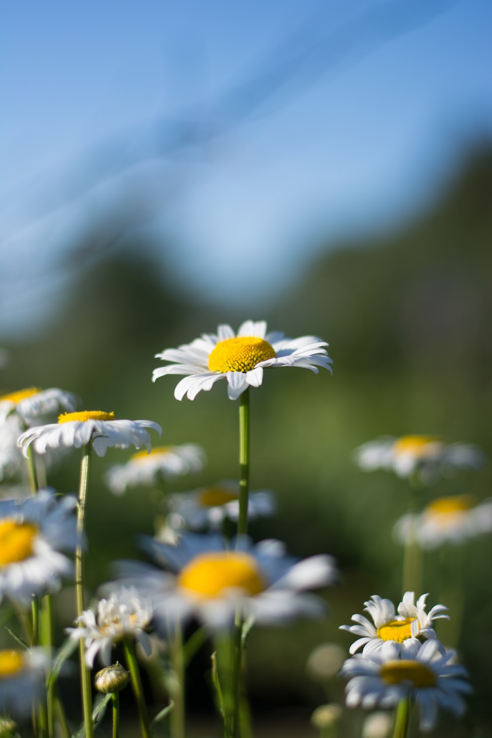 Camomile Wallpapers