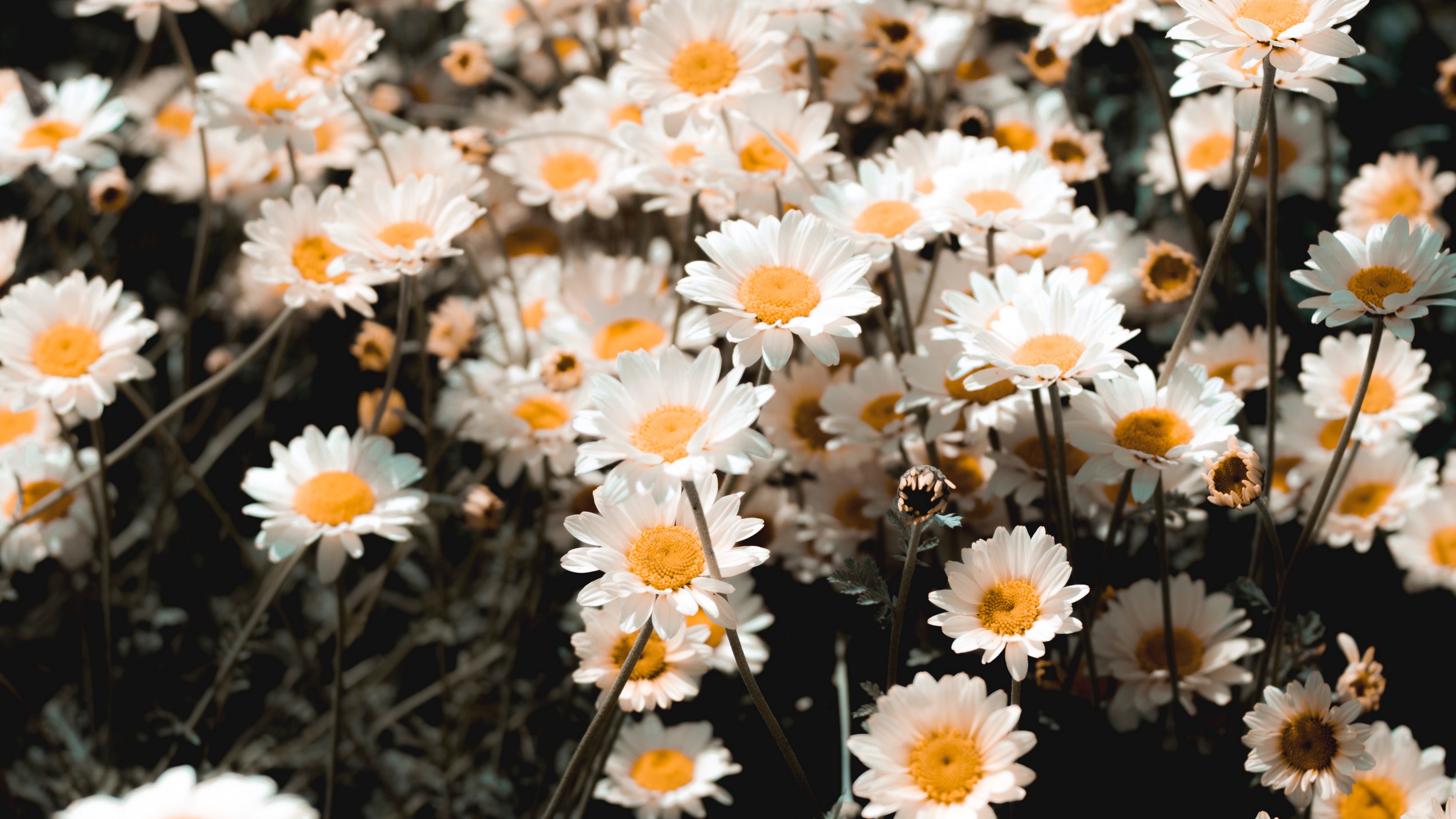 Camomile Wallpapers