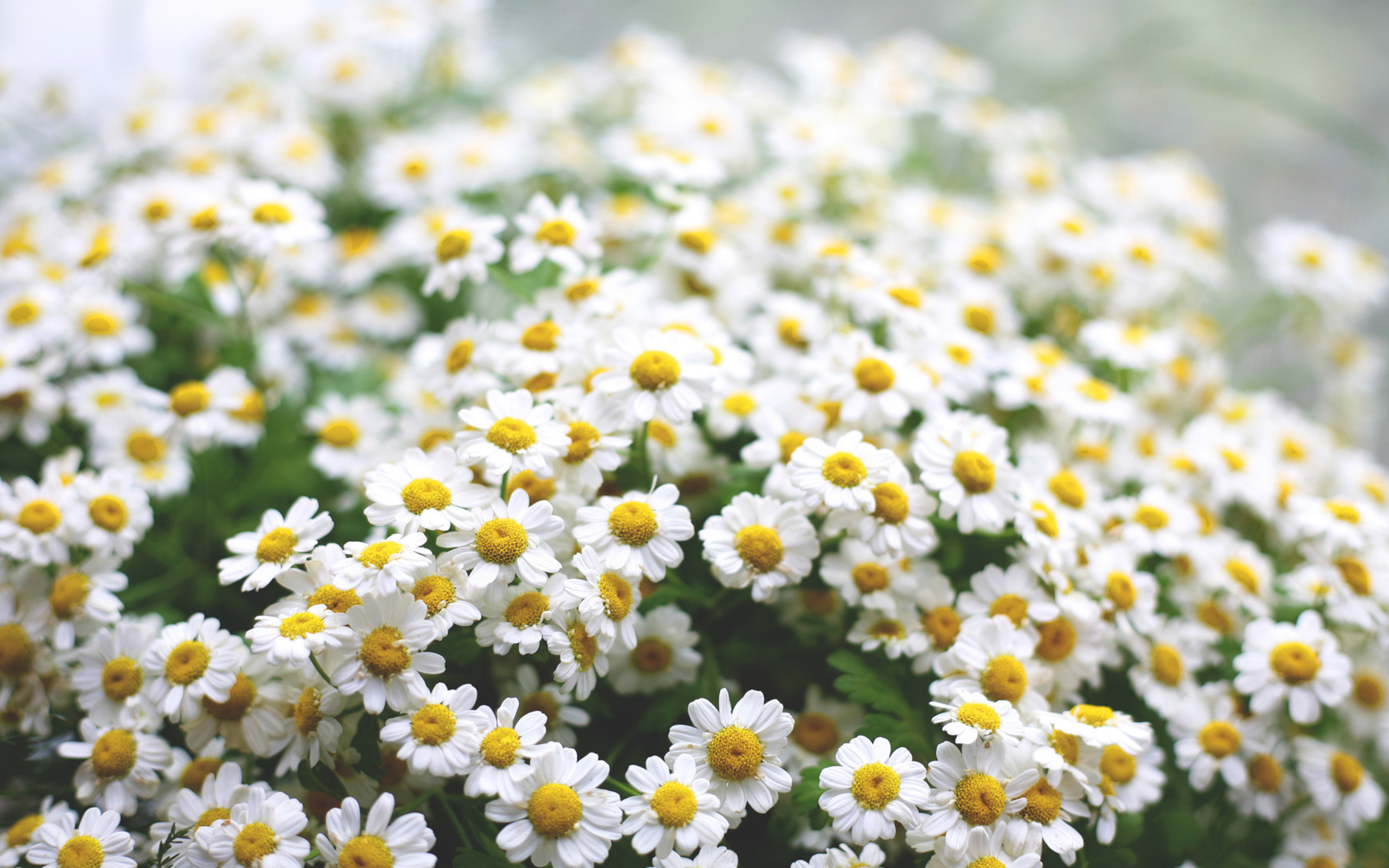 Camomile Wallpapers